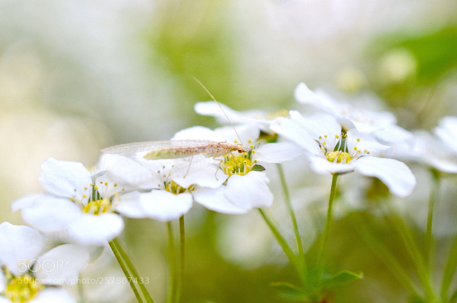 Nikon D3200 sample photo. Mayflies  photography