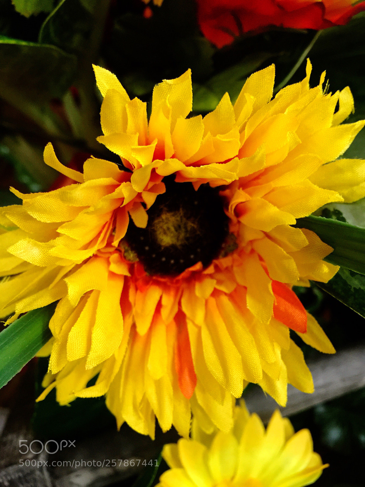 Apple iPhone 6 Plus sample photo. Today’s flower ?  photography