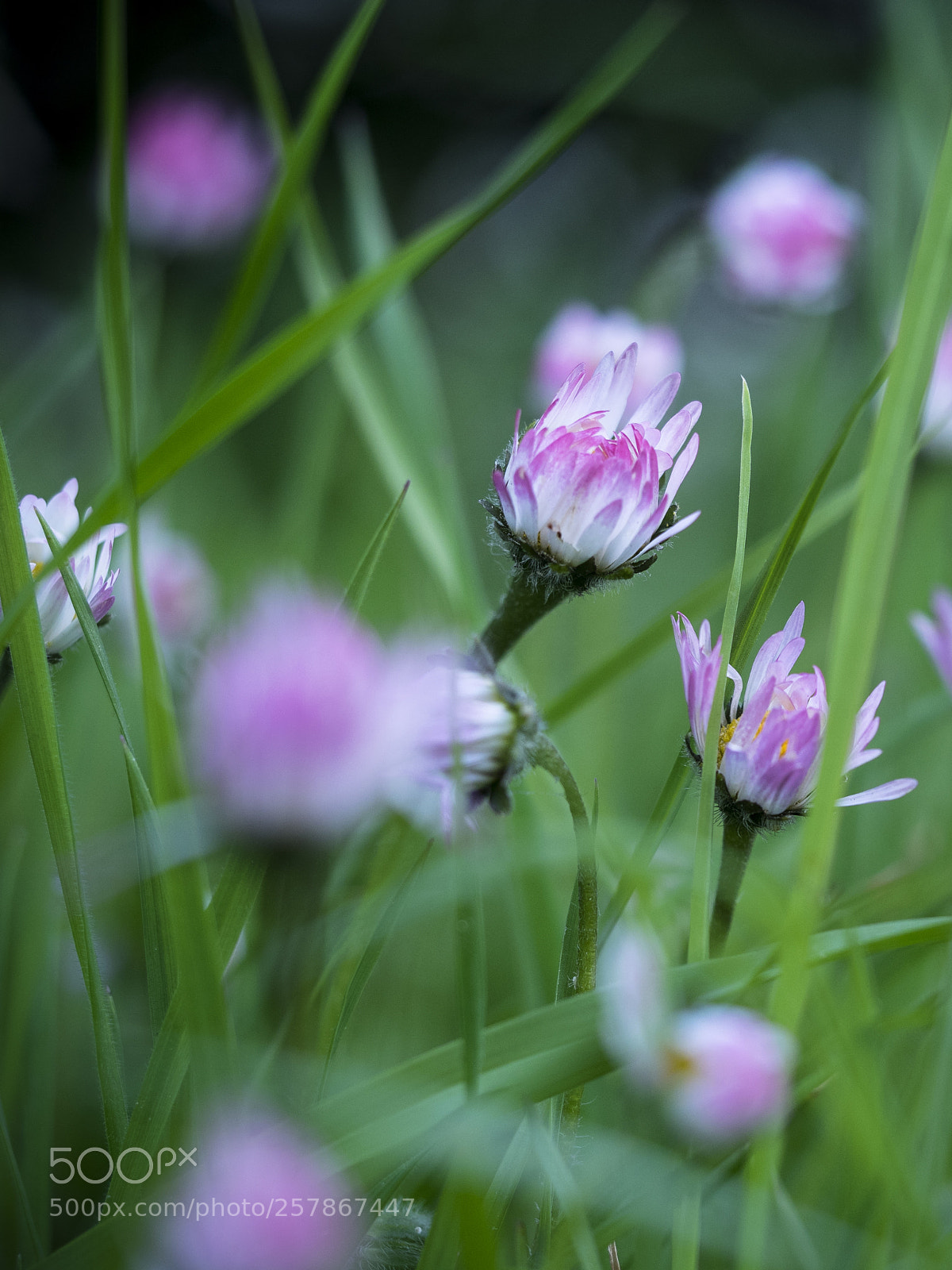 Olympus OM-D E-M1 sample photo. Daisies in the grass photography