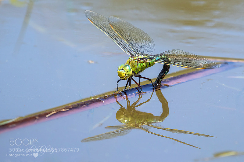 Canon EOS 5D sample photo. A dragonfly is placing photography