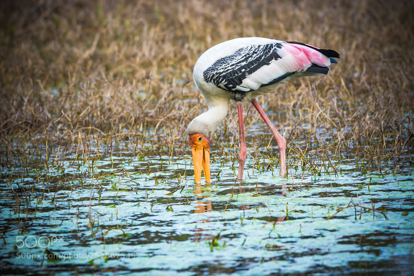 Nikon D7100 sample photo. Painted stork photography