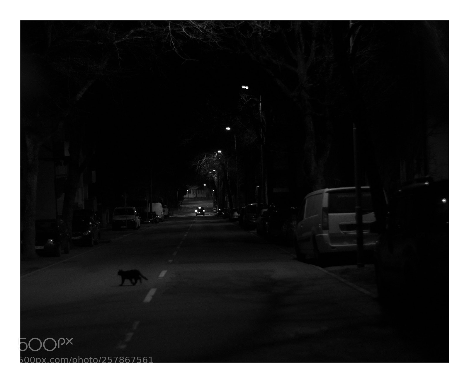 Nikon D3300 sample photo. At night all cats photography