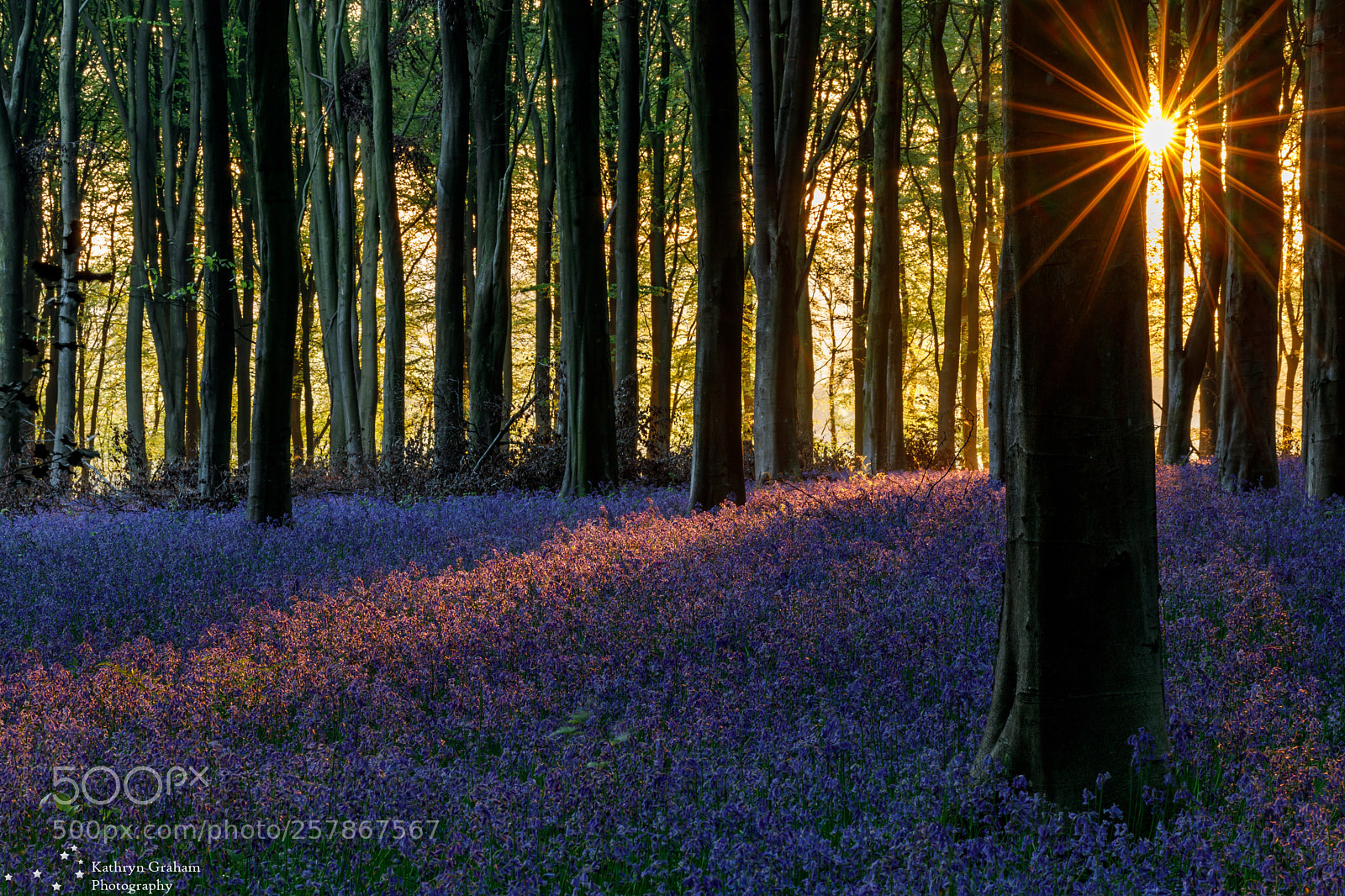 Canon EOS 5D Mark IV sample photo. Early morning bluebells photography