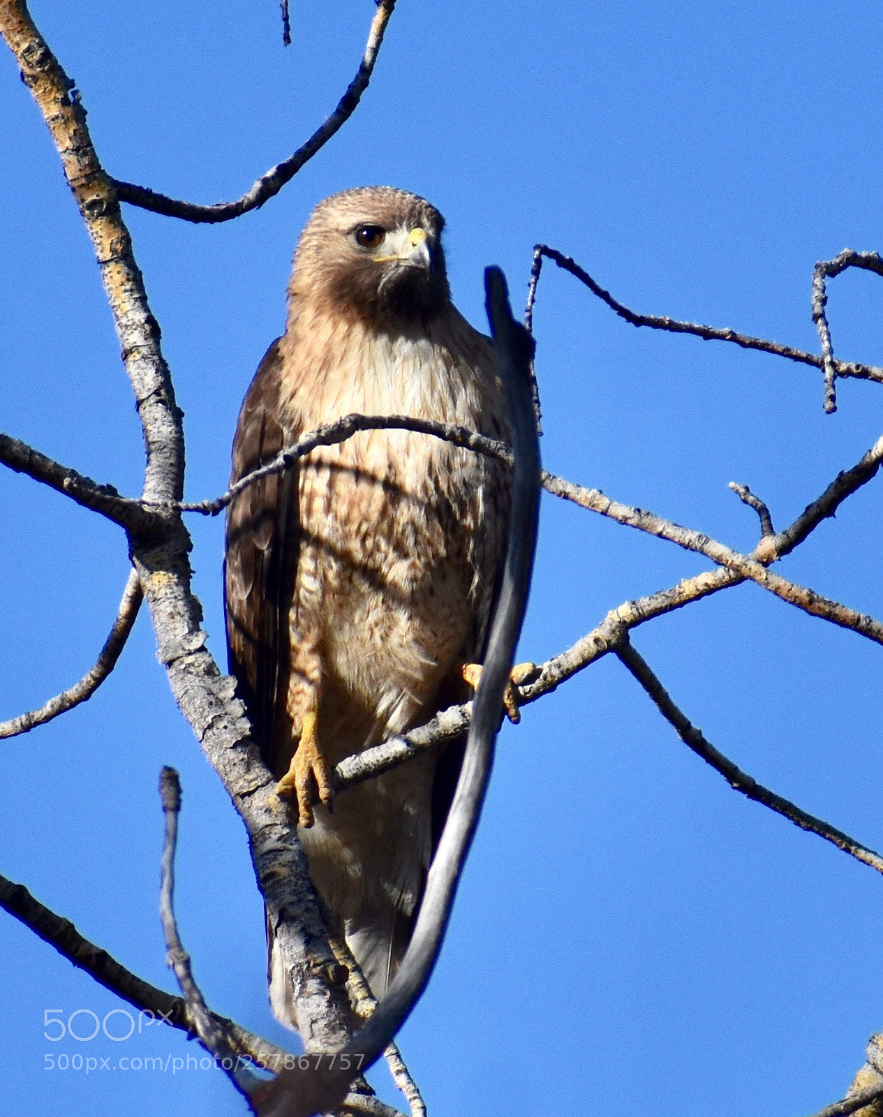 Nikon D3400 sample photo. Red-tail hawk above lookout photography