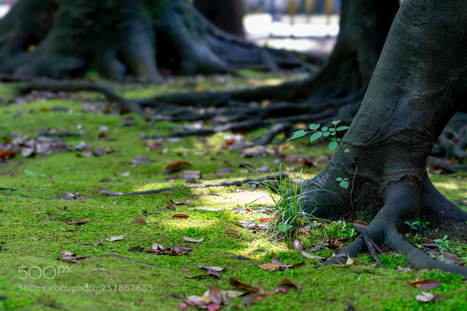 Sony a7 III sample photo. Edit photography