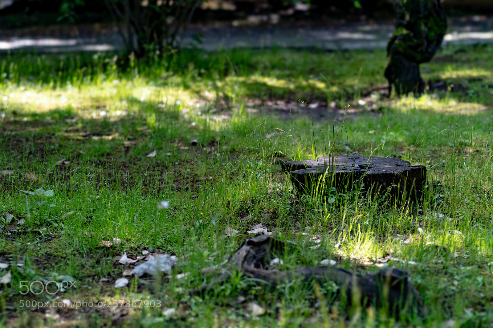 Sony a7 III sample photo. Edit photography