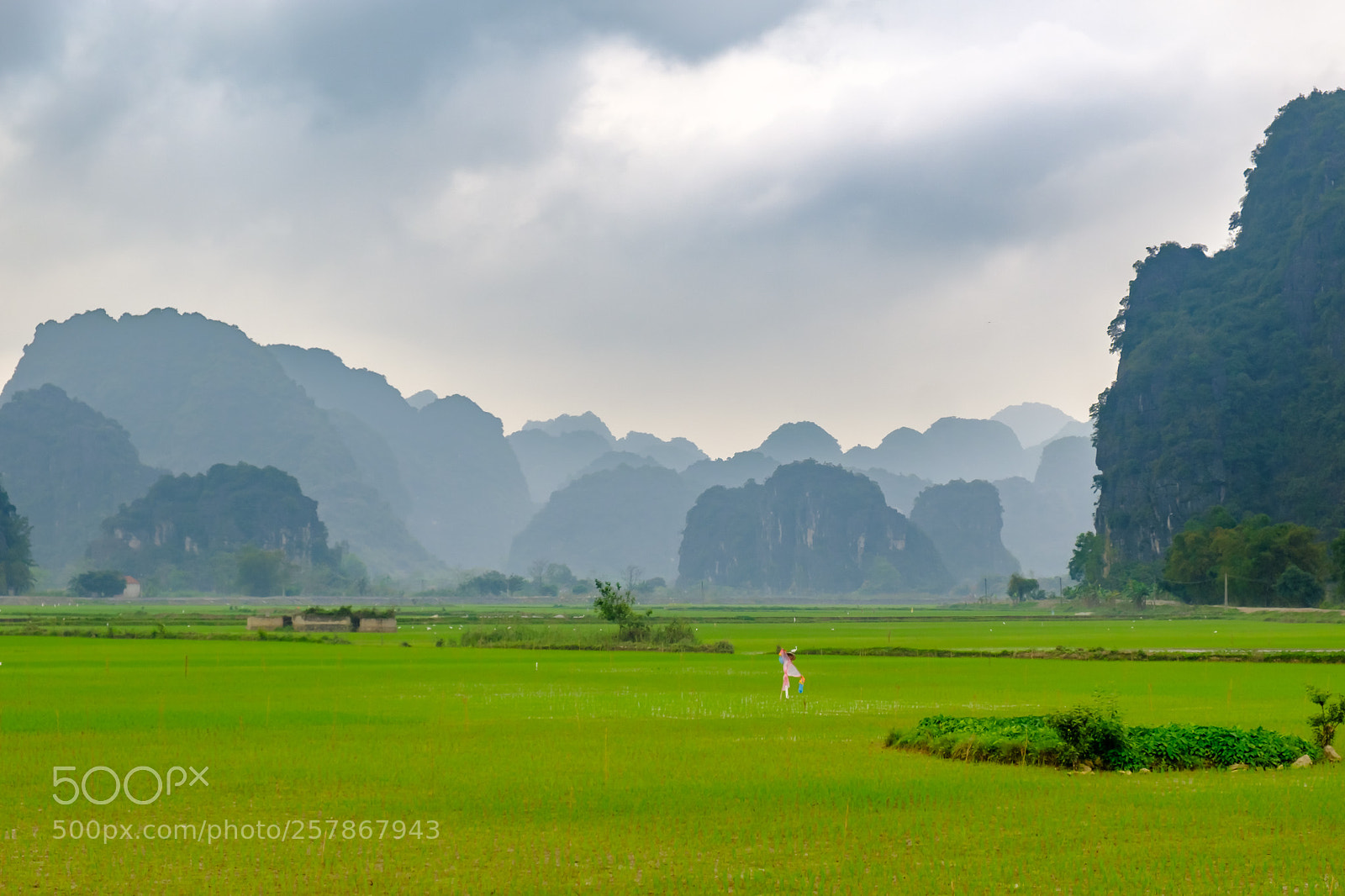 Fujifilm X-T2 sample photo. Rice fields photography