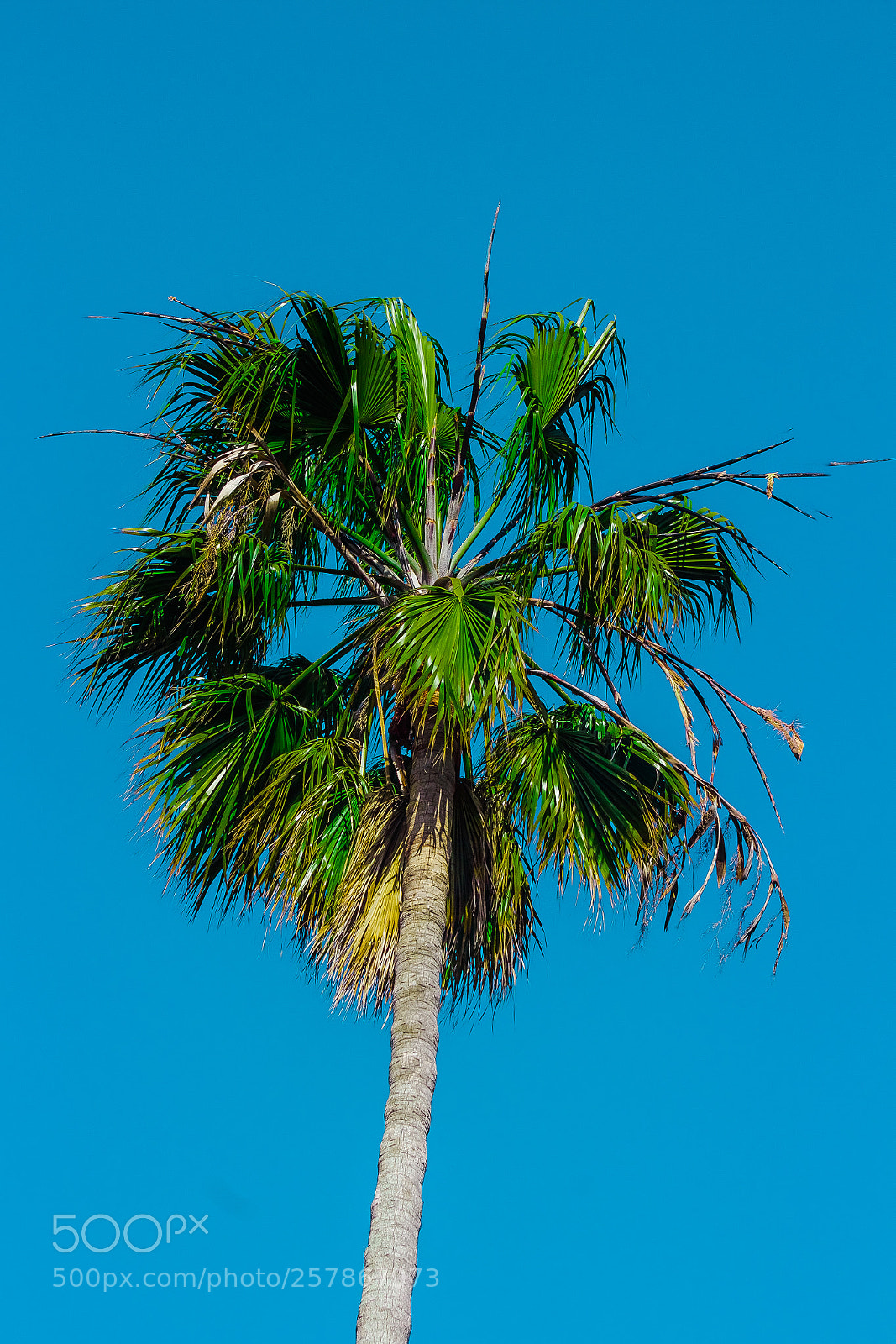 Canon EOS 1200D (EOS Rebel T5 / EOS Kiss X70 / EOS Hi) sample photo. Mission dolores palm tree photography