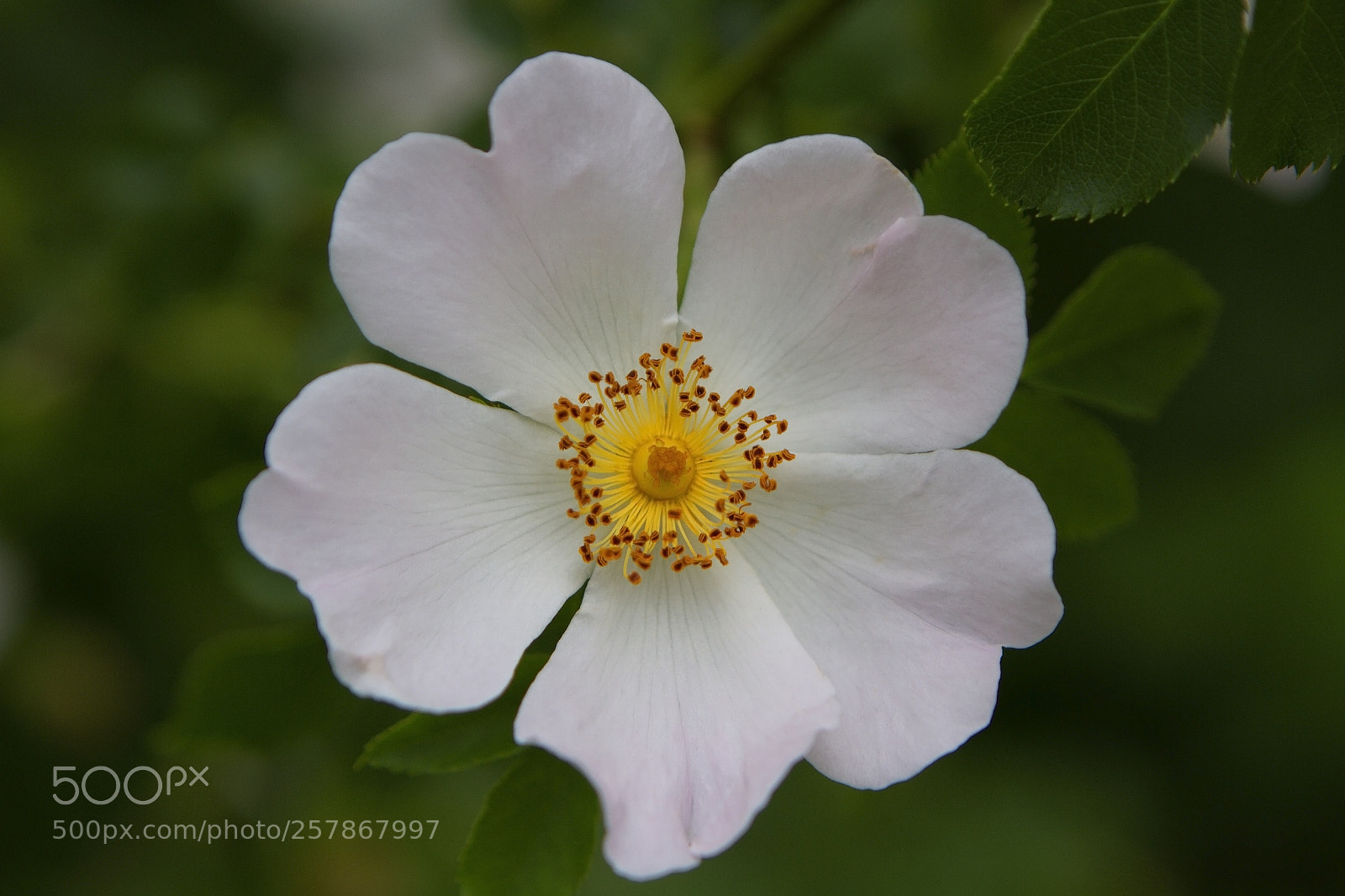 Canon EOS 7D sample photo. Natural photography