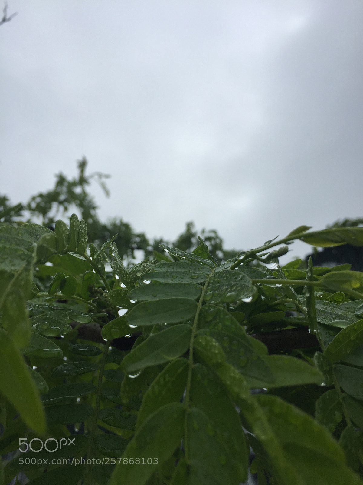 Apple iPhone 6 sample photo. Untitled photography