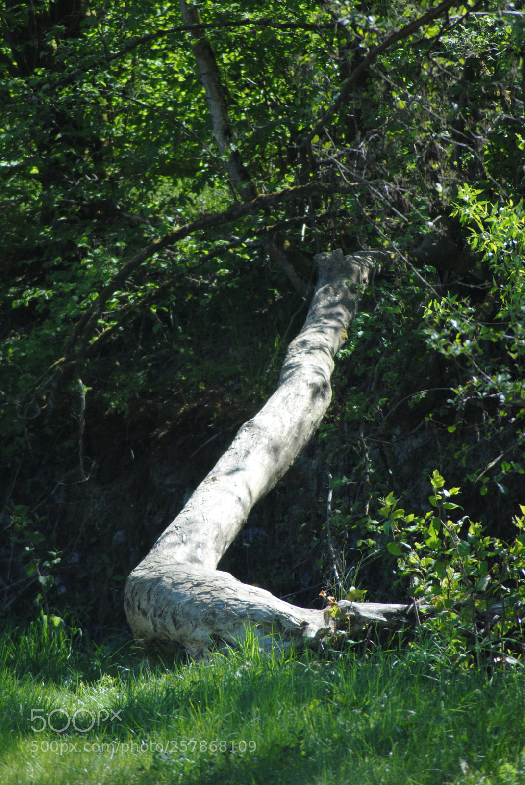 Nikon D3000 sample photo. Untitled photography