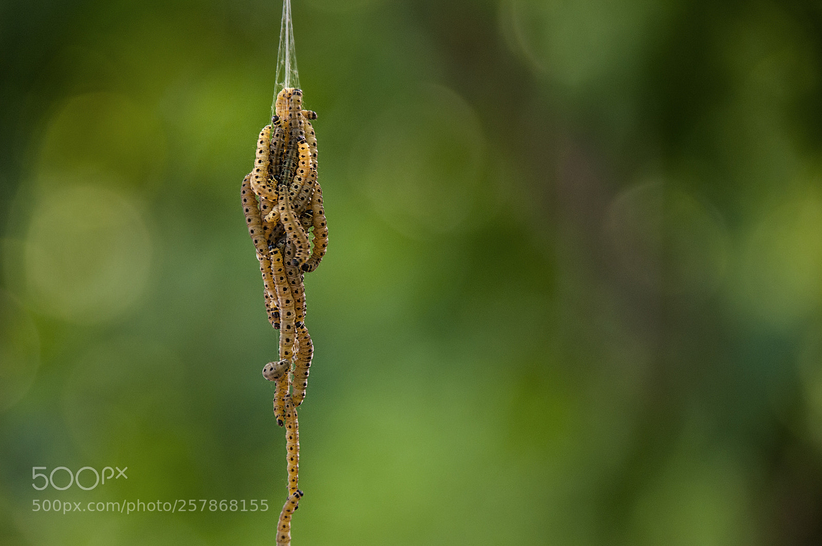 Nikon D300 sample photo. Caterpillar photography