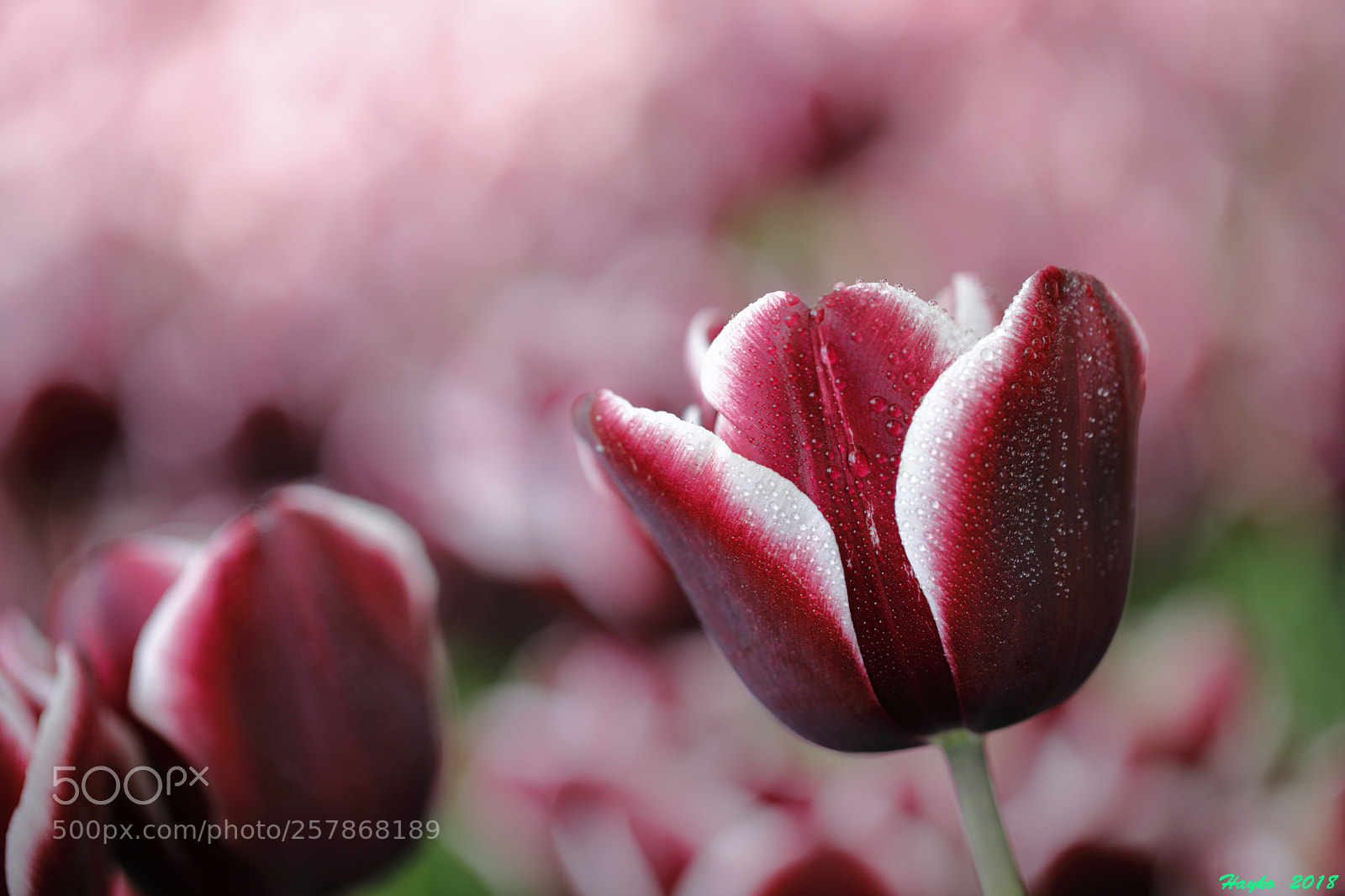 Canon EOS 5D Mark IV sample photo. Red tulip... photography