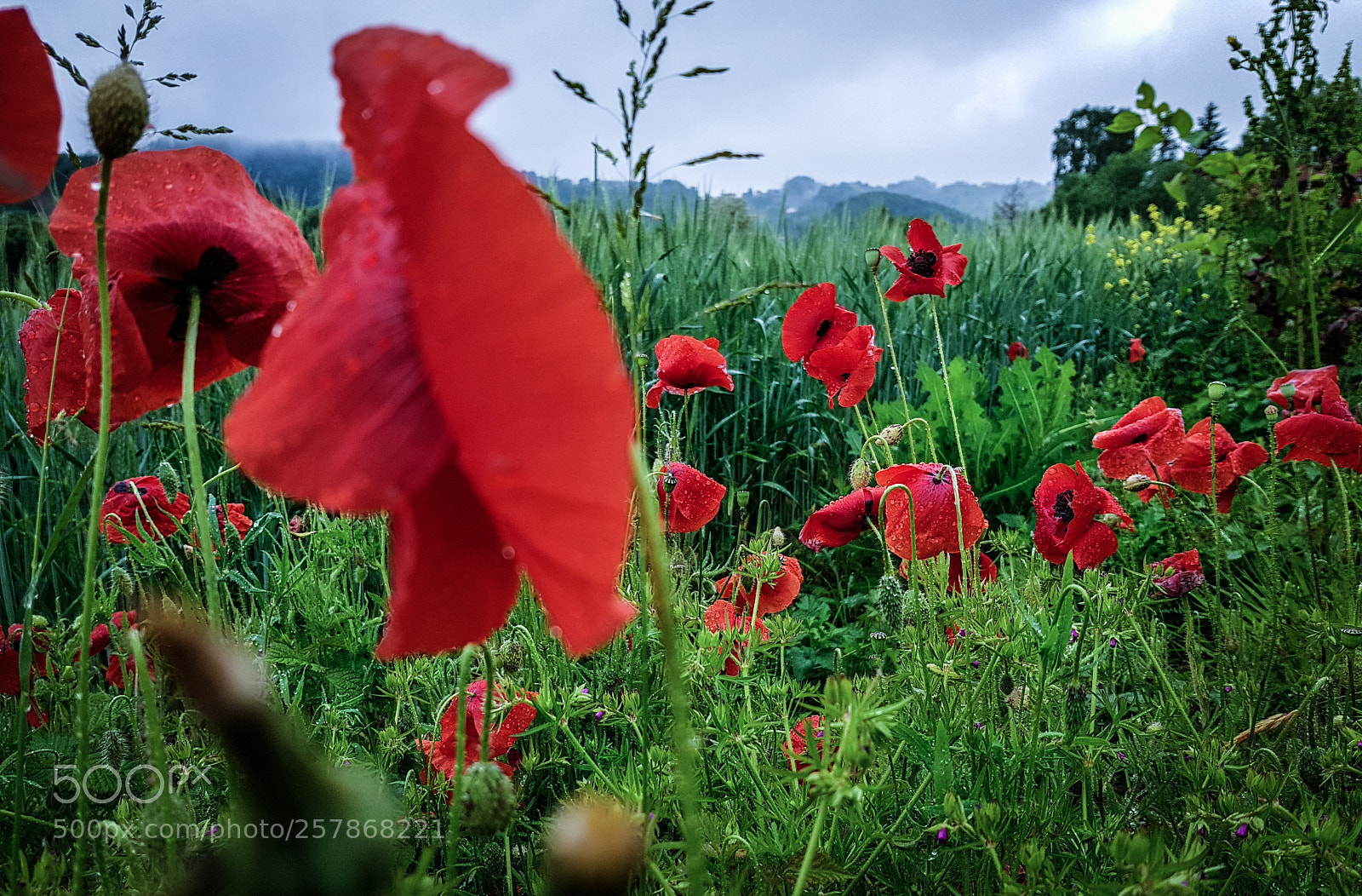 Samsung Galaxy S8 sample photo. Poppy field photography