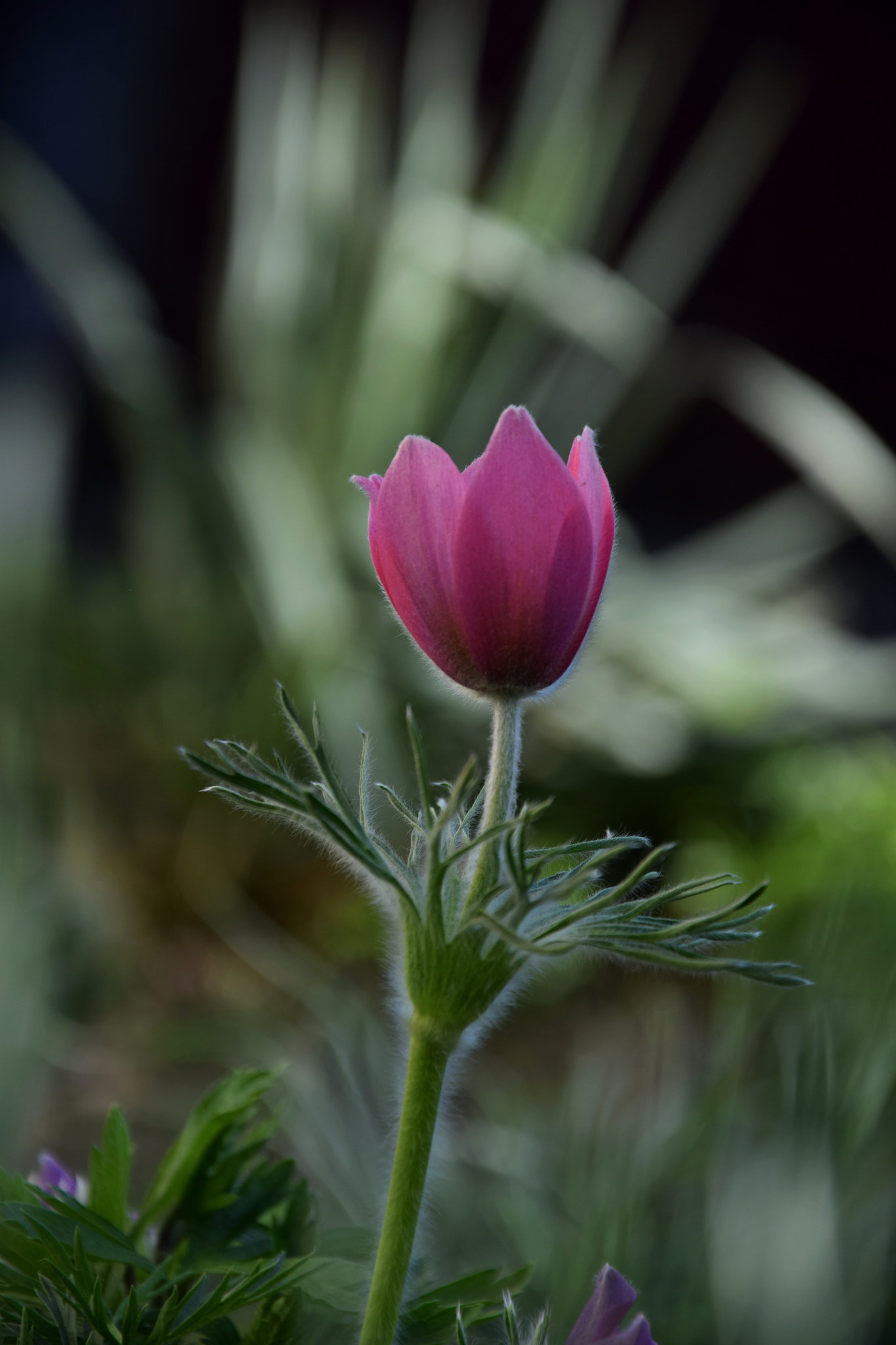 Nikon D3300 sample photo. Pasque-flower photography