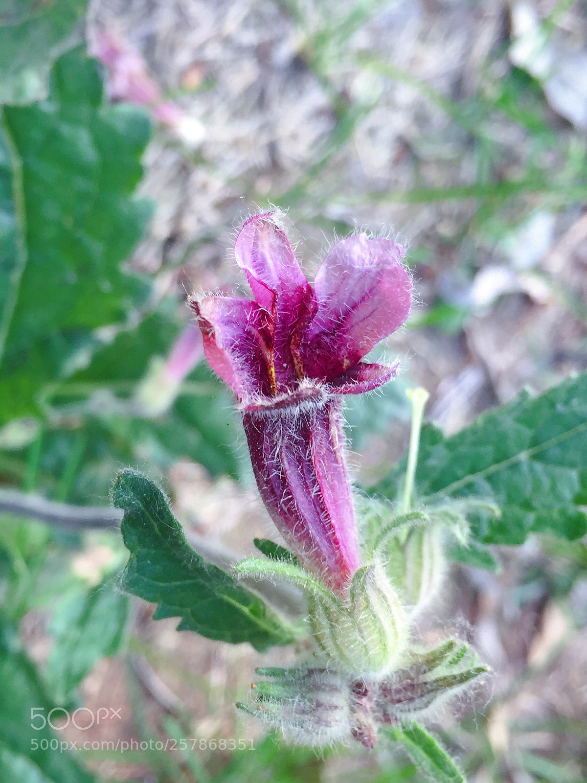Apple iPhone 6 Plus sample photo. Untitled photography