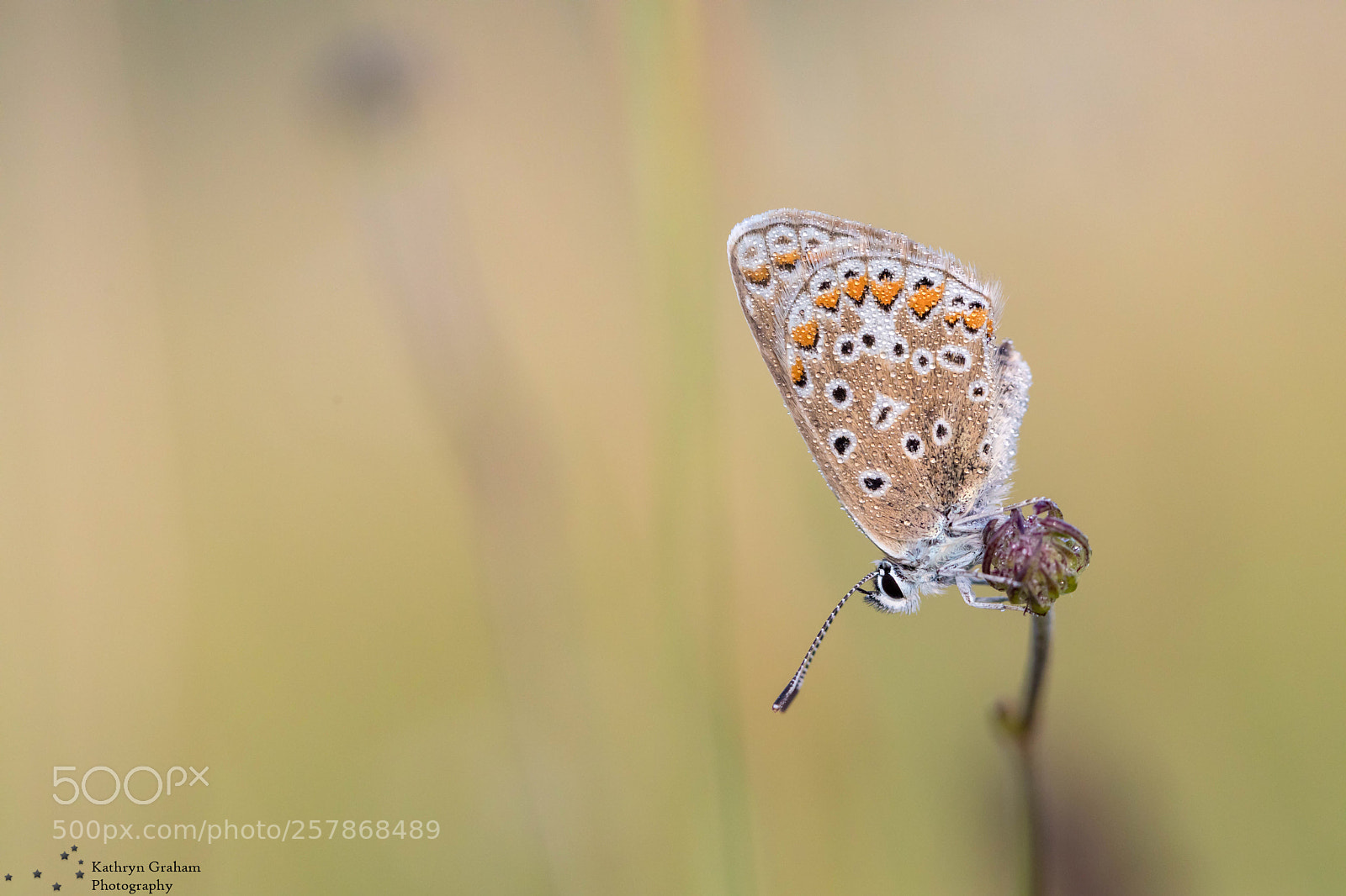 Canon EOS 5D Mark IV sample photo. Dewey chalk hill blue photography