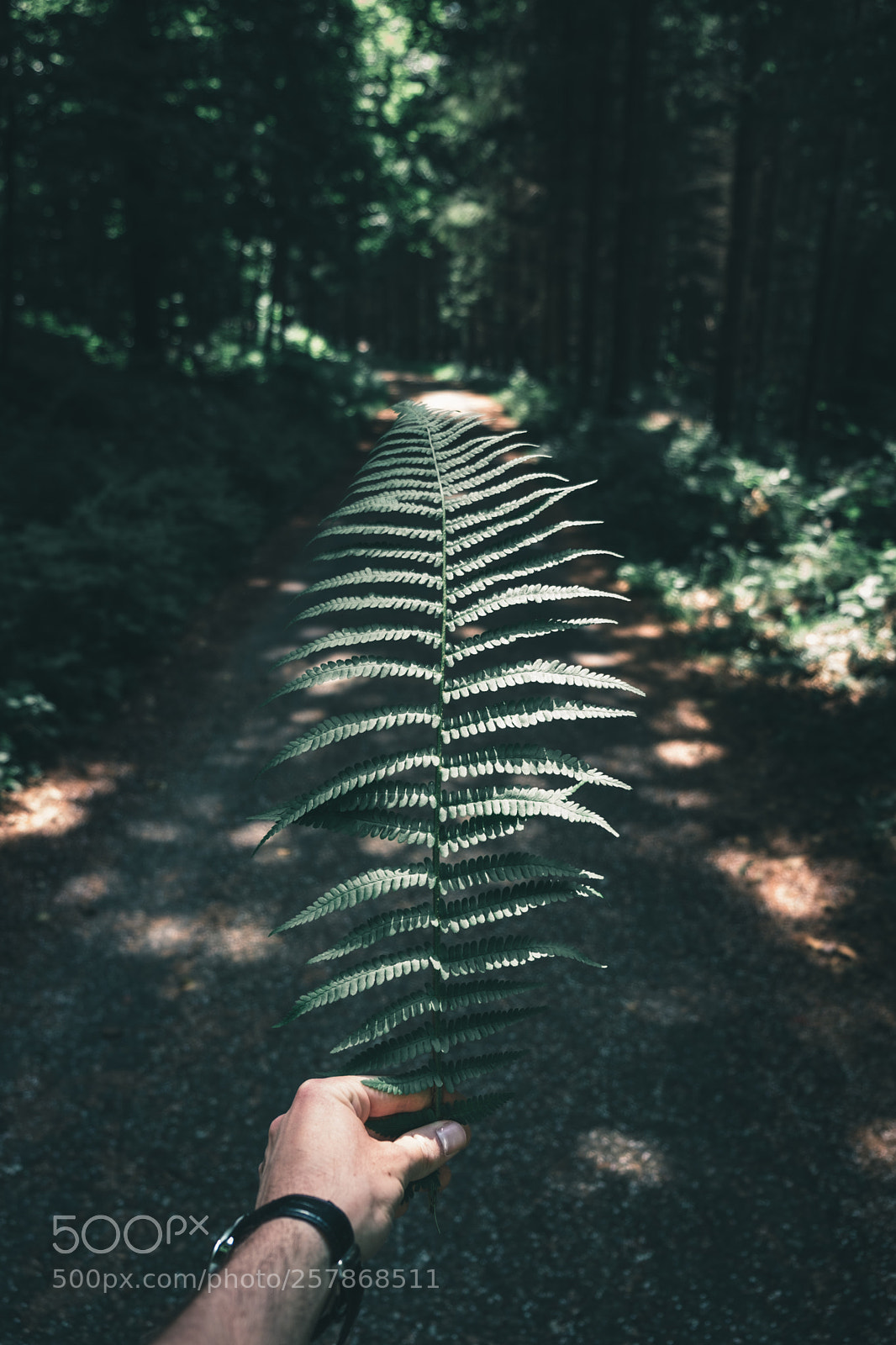 Fujifilm X-T2 sample photo. Fern in the moody photography
