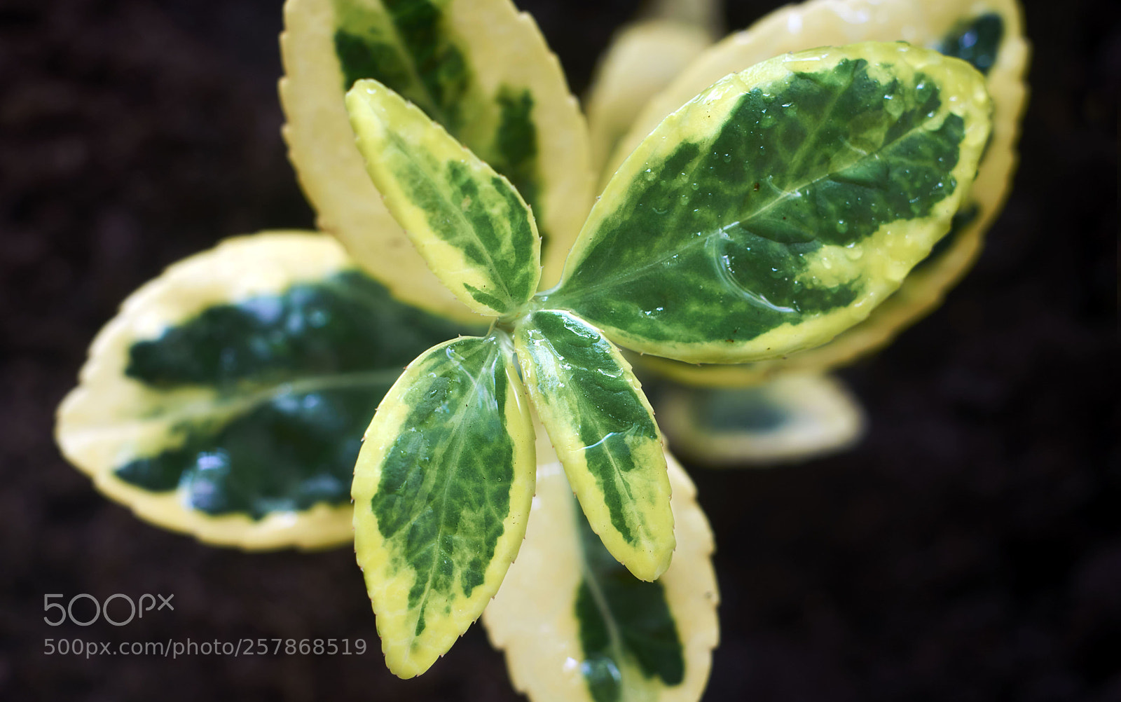 Nikon D7100 sample photo. Just planted photography