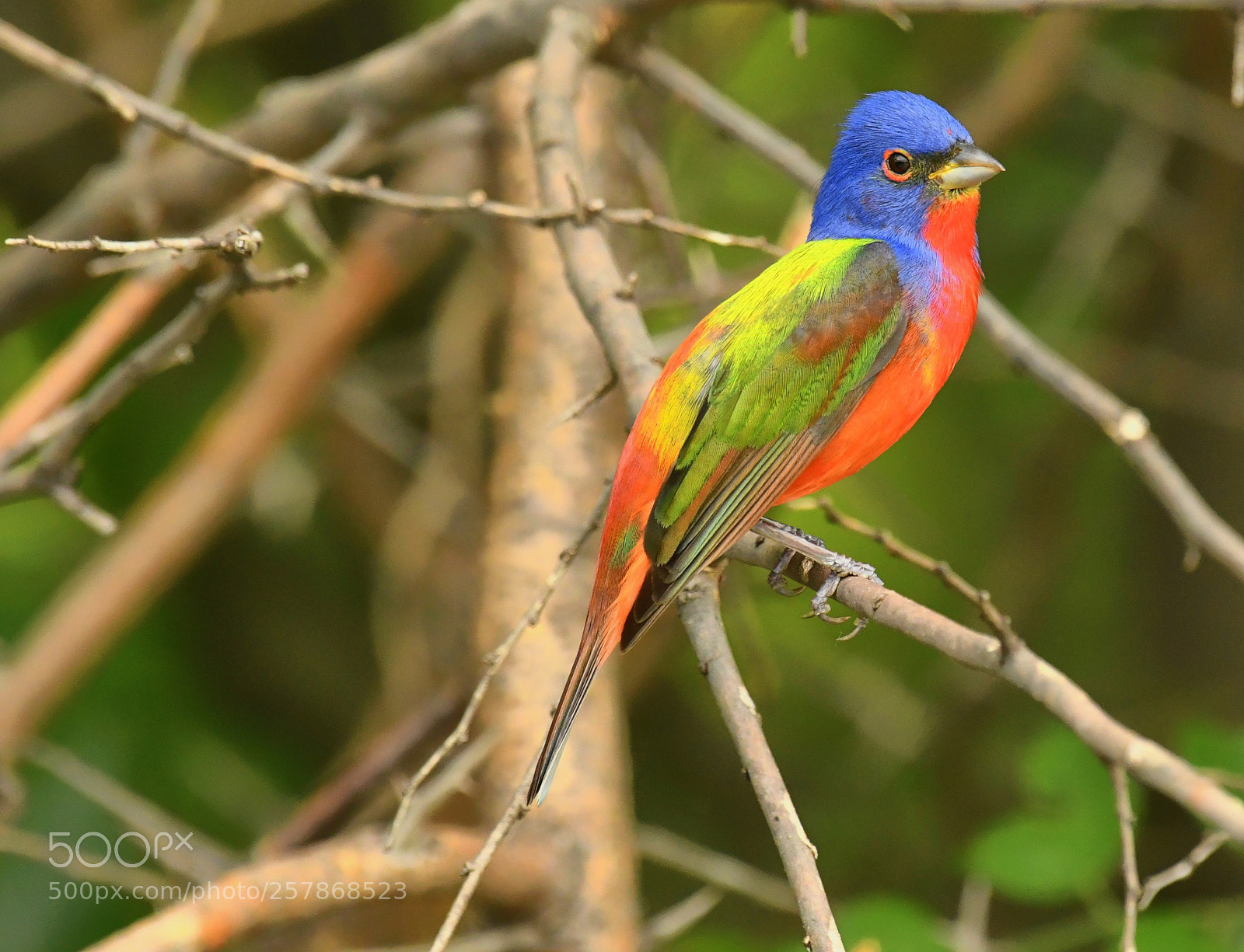 Nikon D500 sample photo. Painted bunting in texas photography