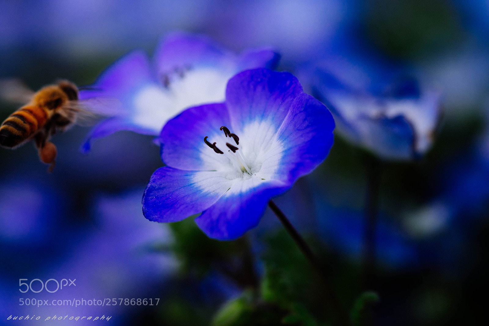 Olympus OM-D E-M1 Mark II sample photo. Nemophila photography