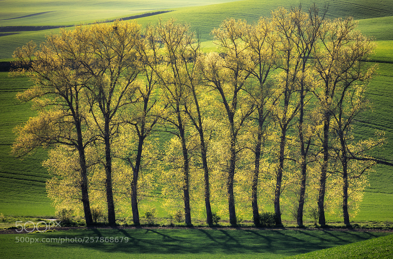 Canon EOS 5D Mark IV sample photo. Czech moravian trees photography