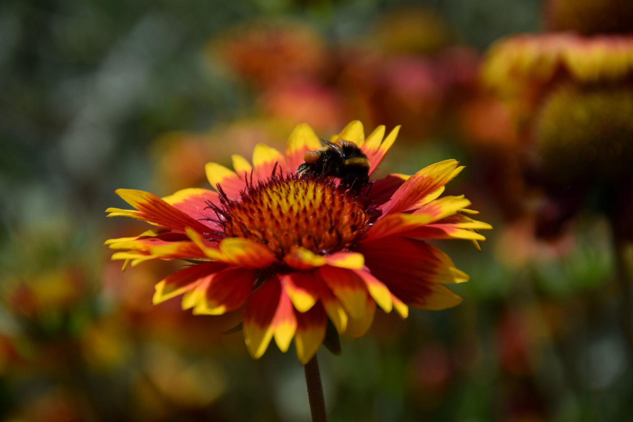 Nikon D3300 sample photo. Bumblebee photography