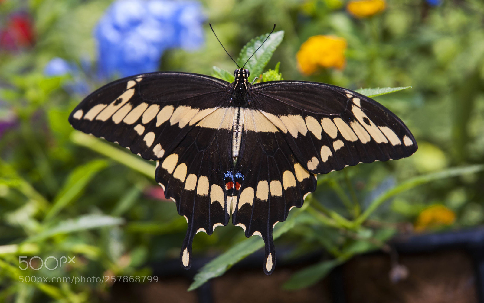 Nikon D200 sample photo. A real beauty photography