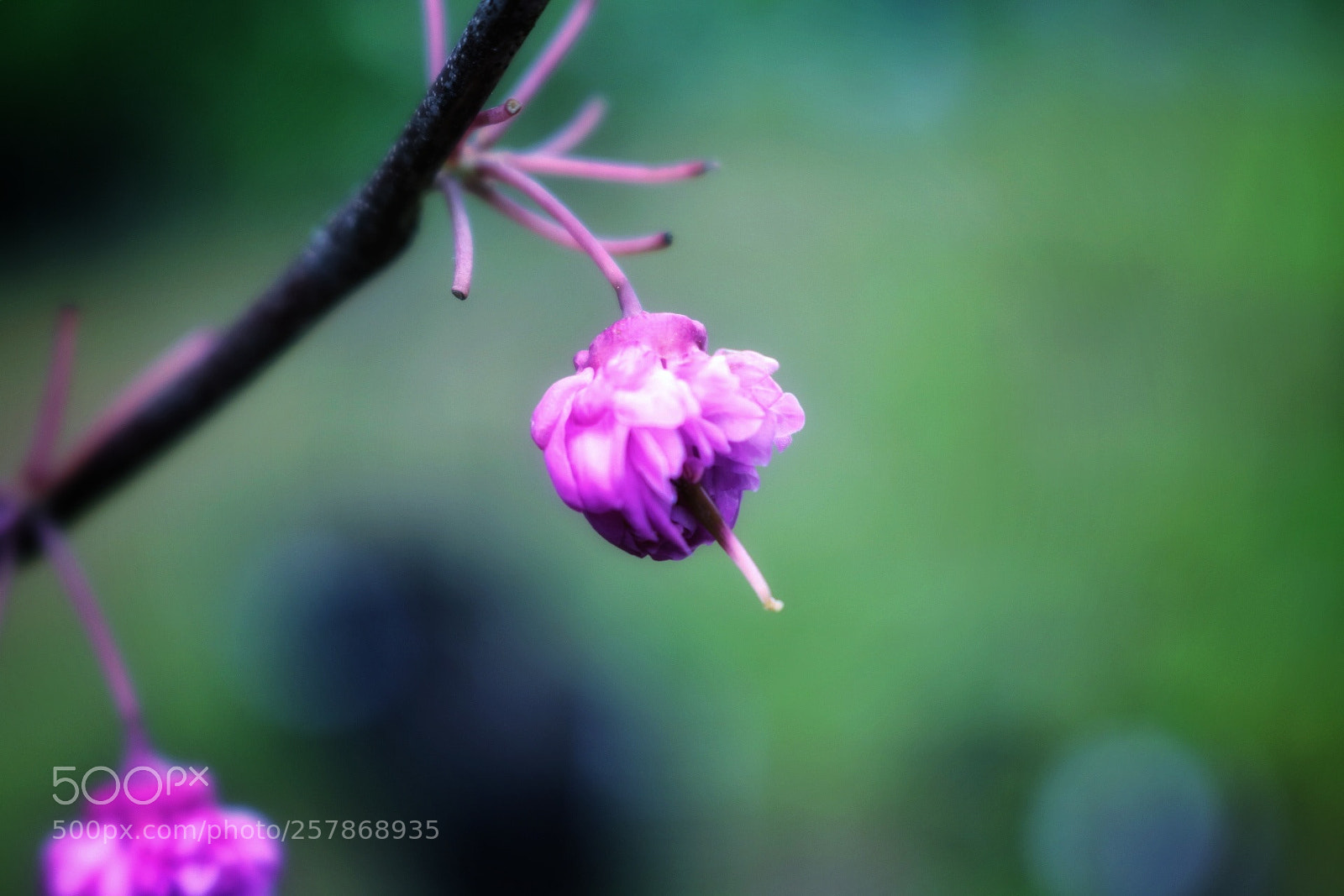 Canon EOS 750D (EOS Rebel T6i / EOS Kiss X8i) sample photo. Untitled photography