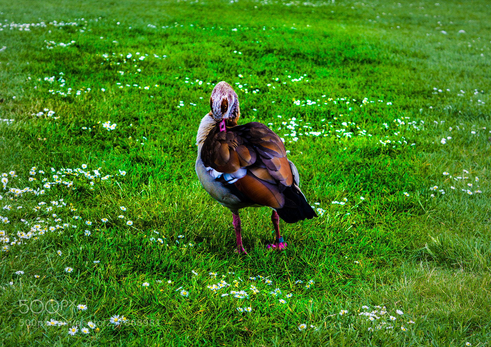 Nikon D3200 sample photo. Duck photography