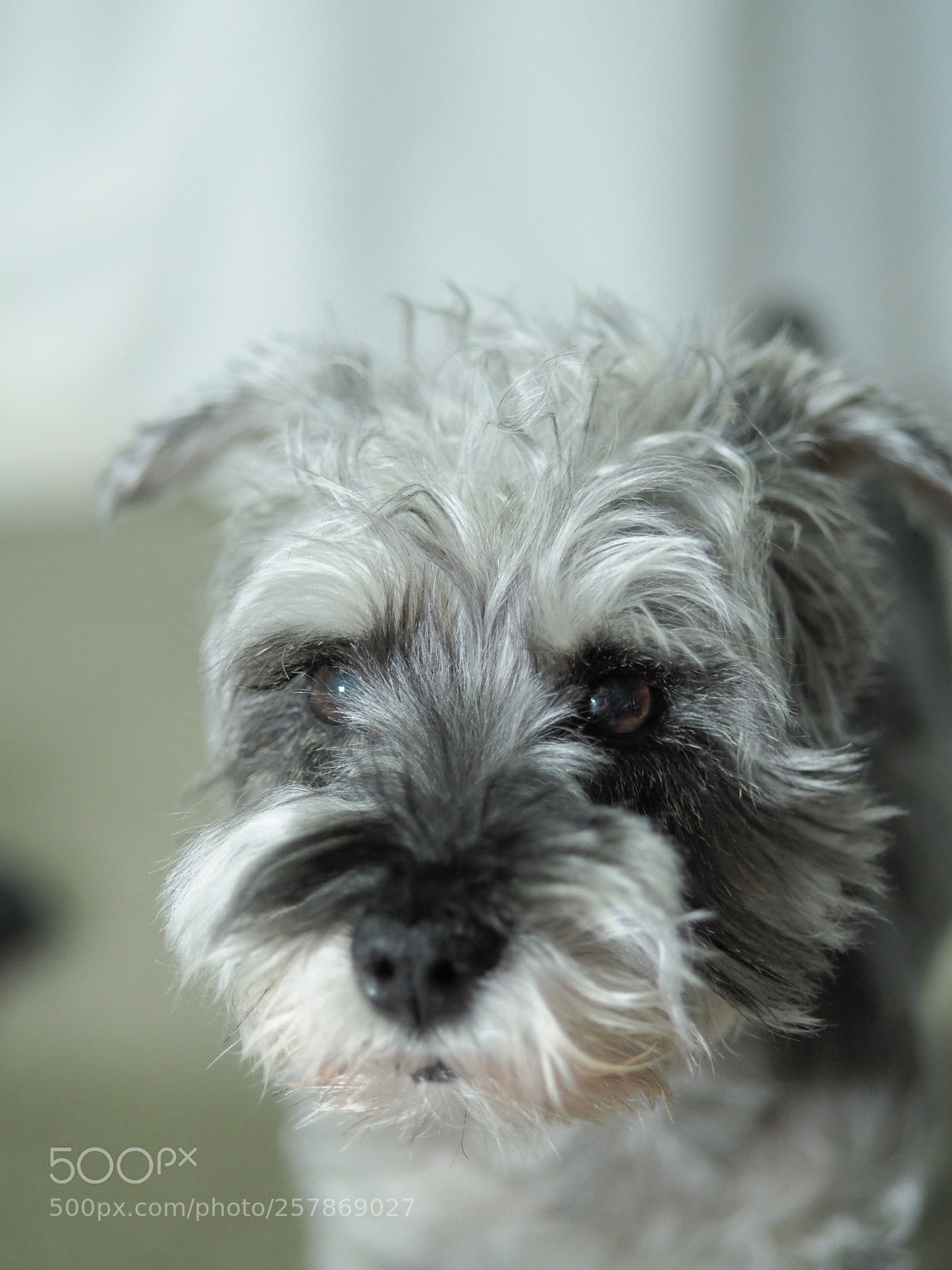 Olympus OM-D E-M1 Mark II sample photo. Dog photography