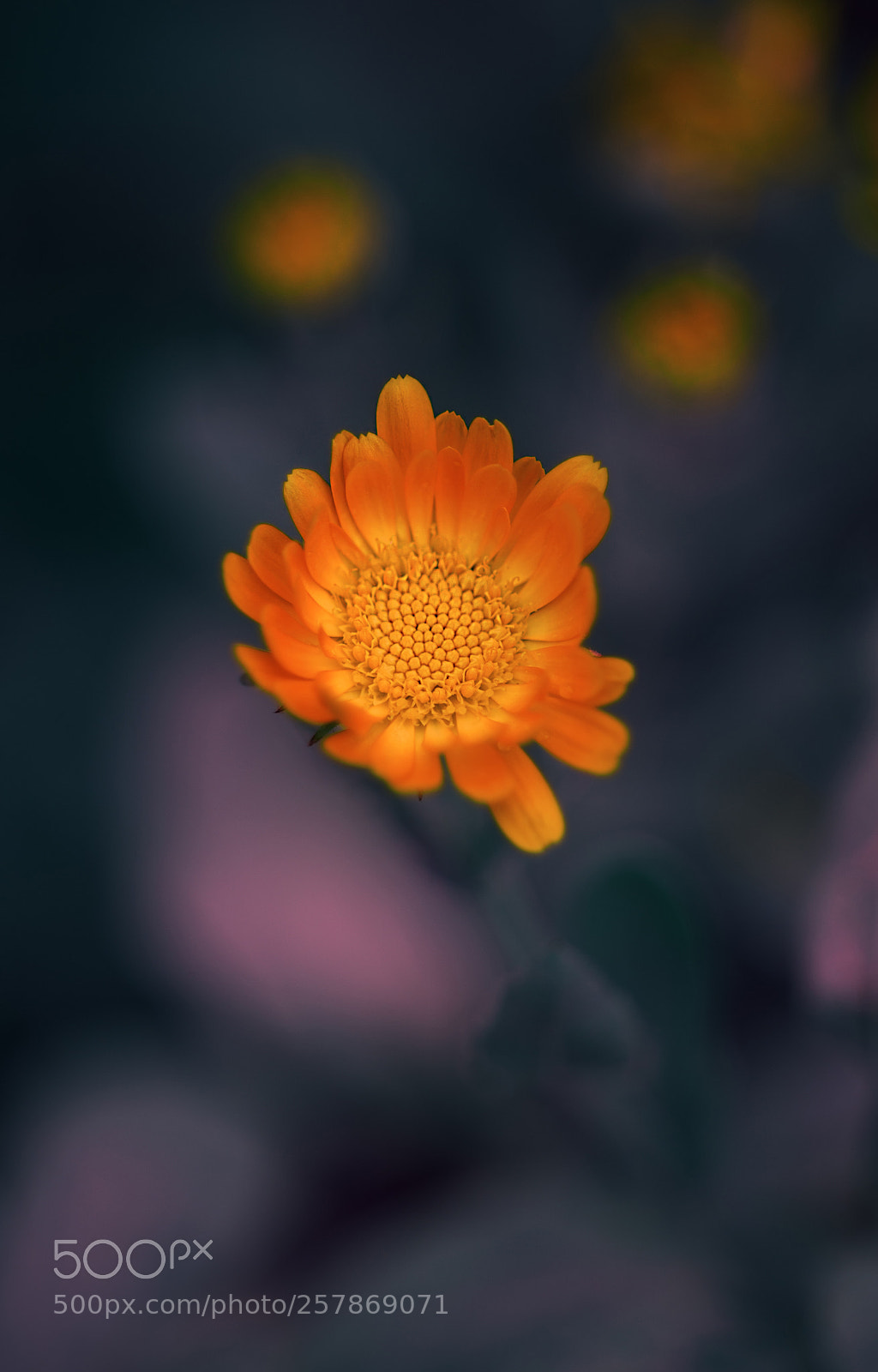 Nikon D610 sample photo. Little flower photography