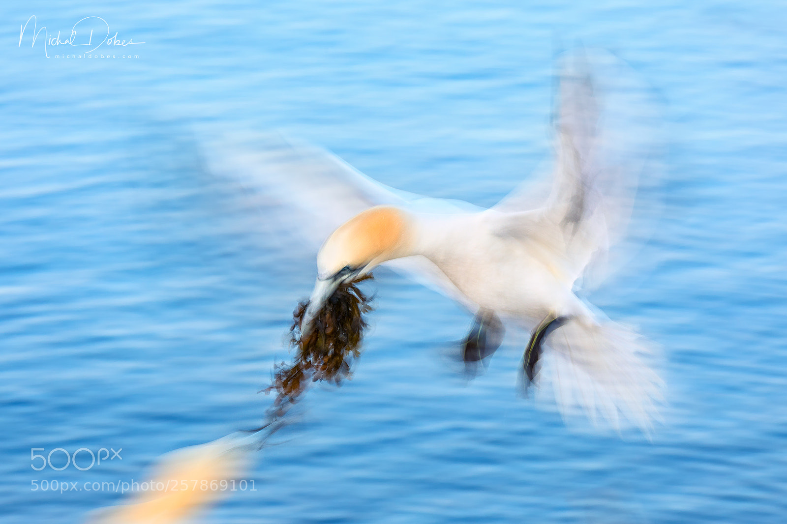 Canon EOS 5D Mark IV sample photo. Nesting photography