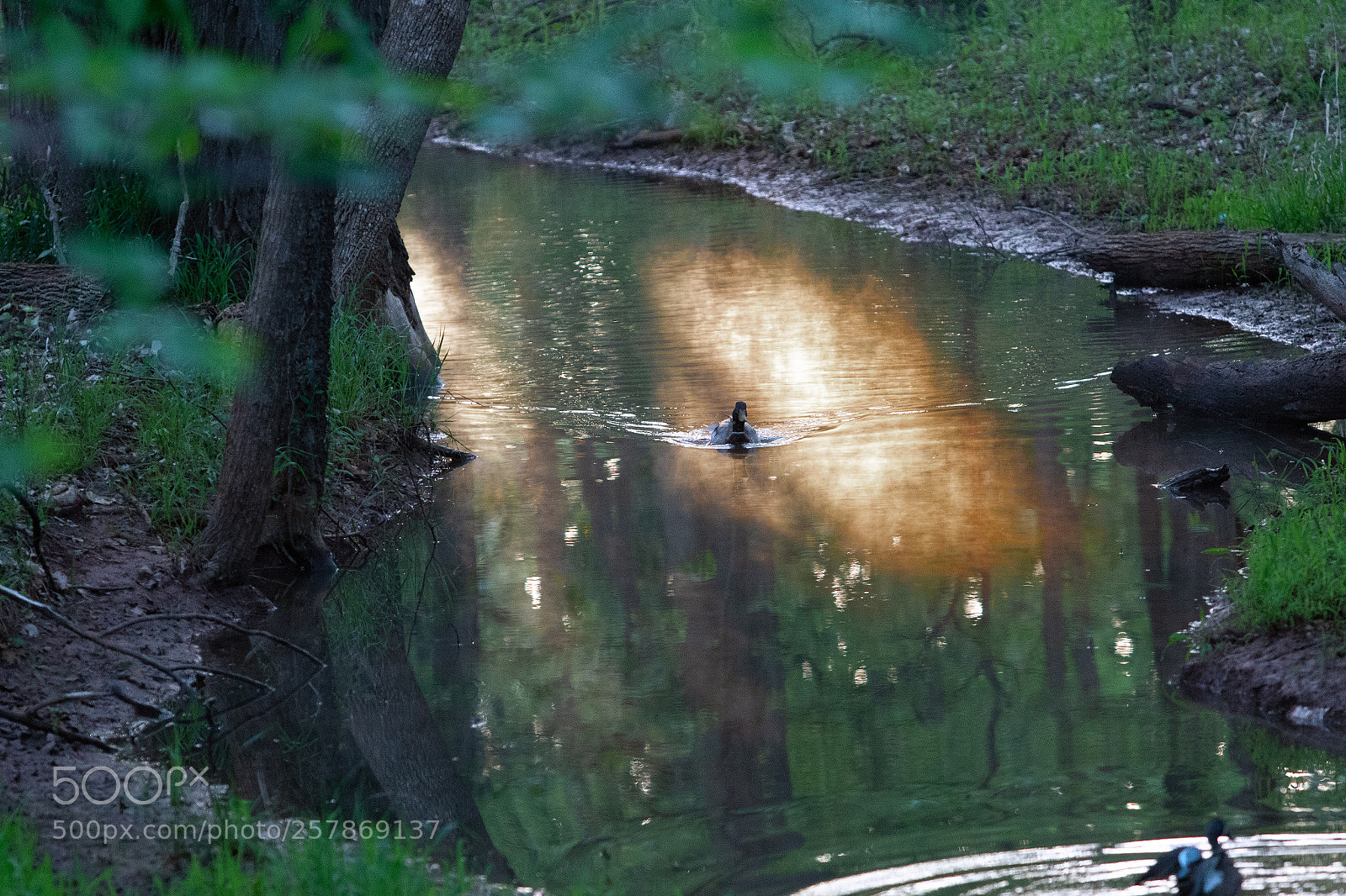 Canon EOS 7D Mark II sample photo. Morning swim. photography