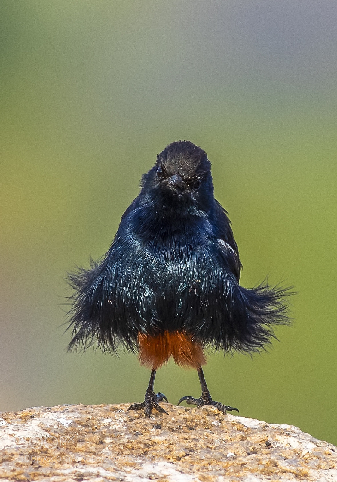 Canon EOS 7D Mark II sample photo. Indian robin (male) photography