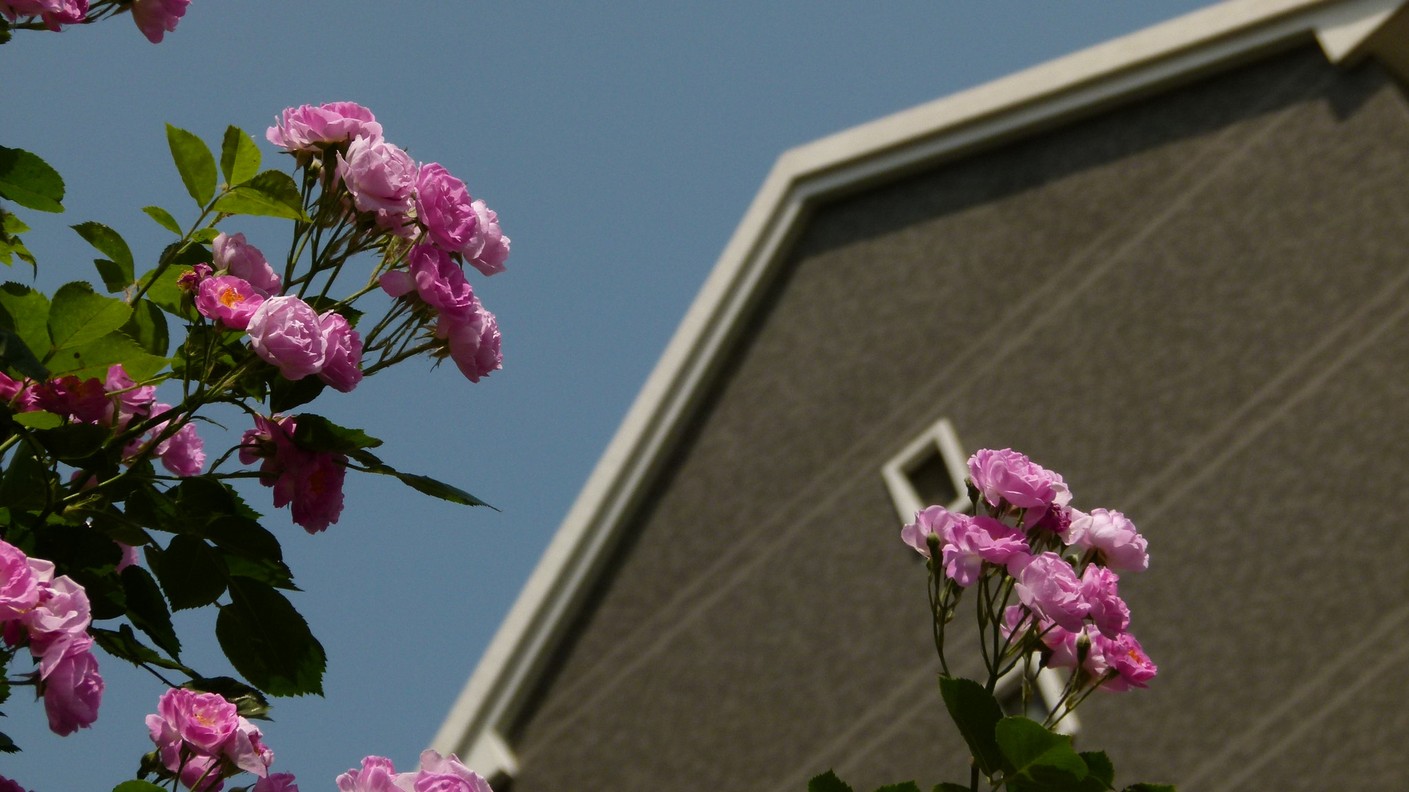 Leica V-Lux 2 sample photo