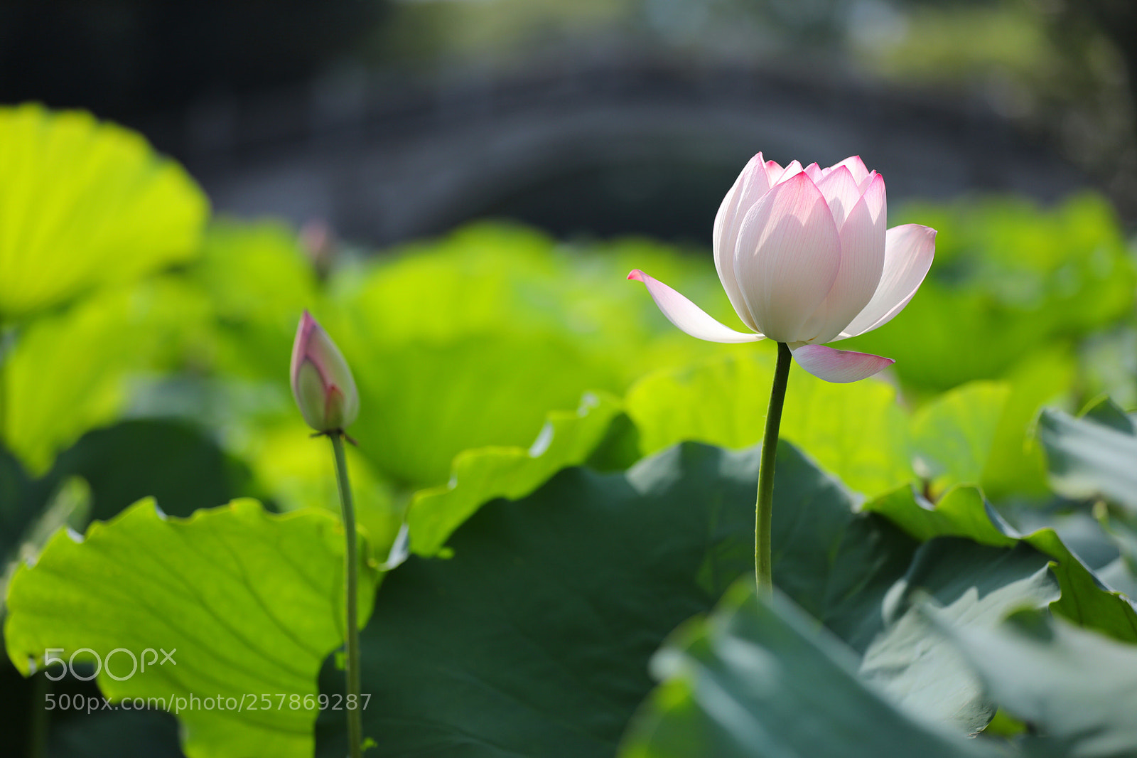 Canon EOS 5D Mark IV sample photo. Lotus flower photography