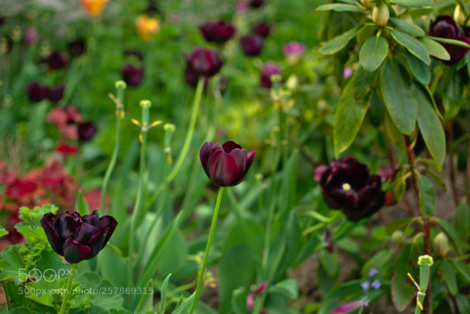 Nikon D3400 sample photo. Blacktulip.jpg photography