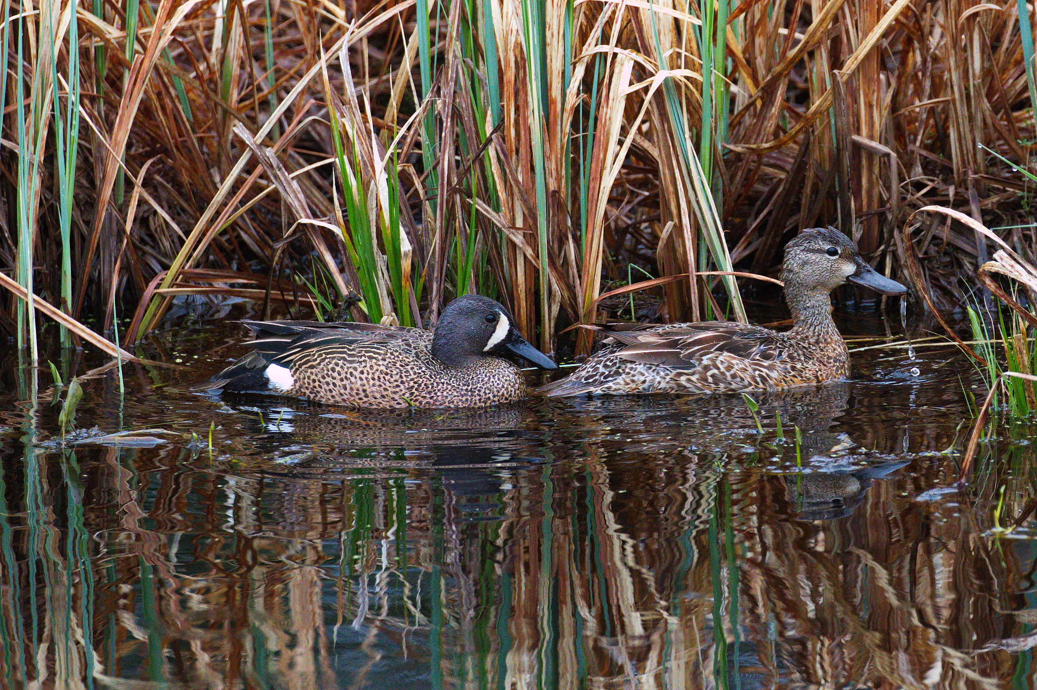 Canon EF 100-400mm F4.5-5.6L IS II USM sample photo. Blue-winged teal photography