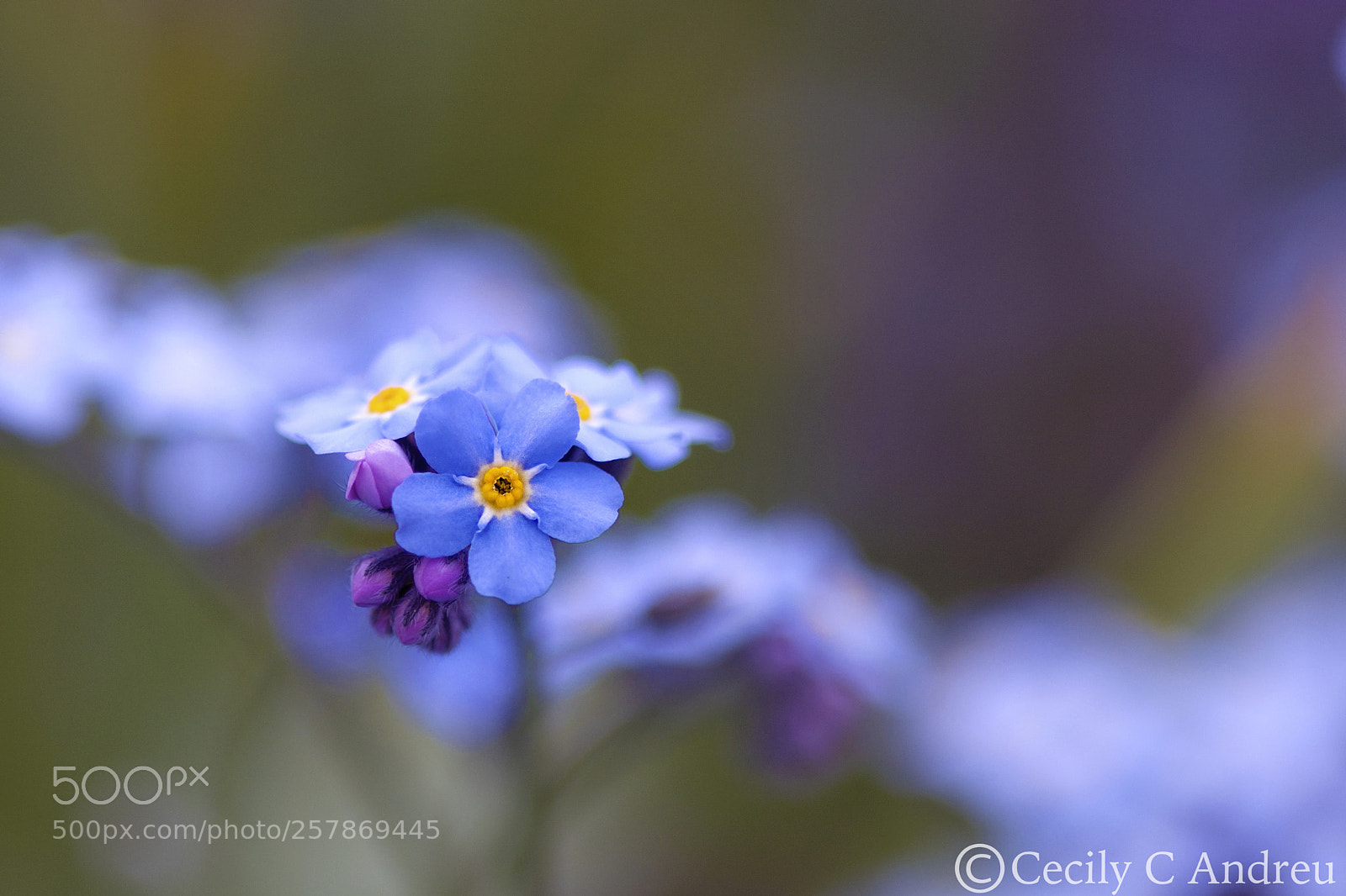Canon EOS 40D sample photo. Forget-me-nots 勿忘我 photography