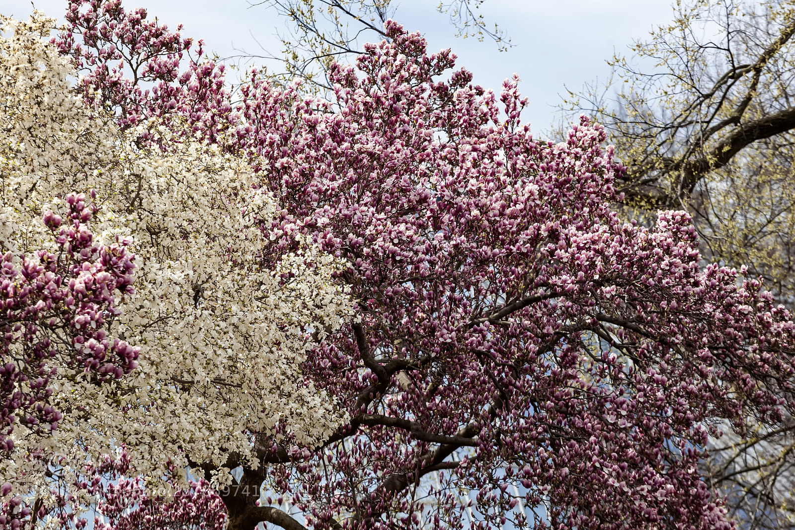 Canon EOS 5D Mark II sample photo. Magnolia trees photography