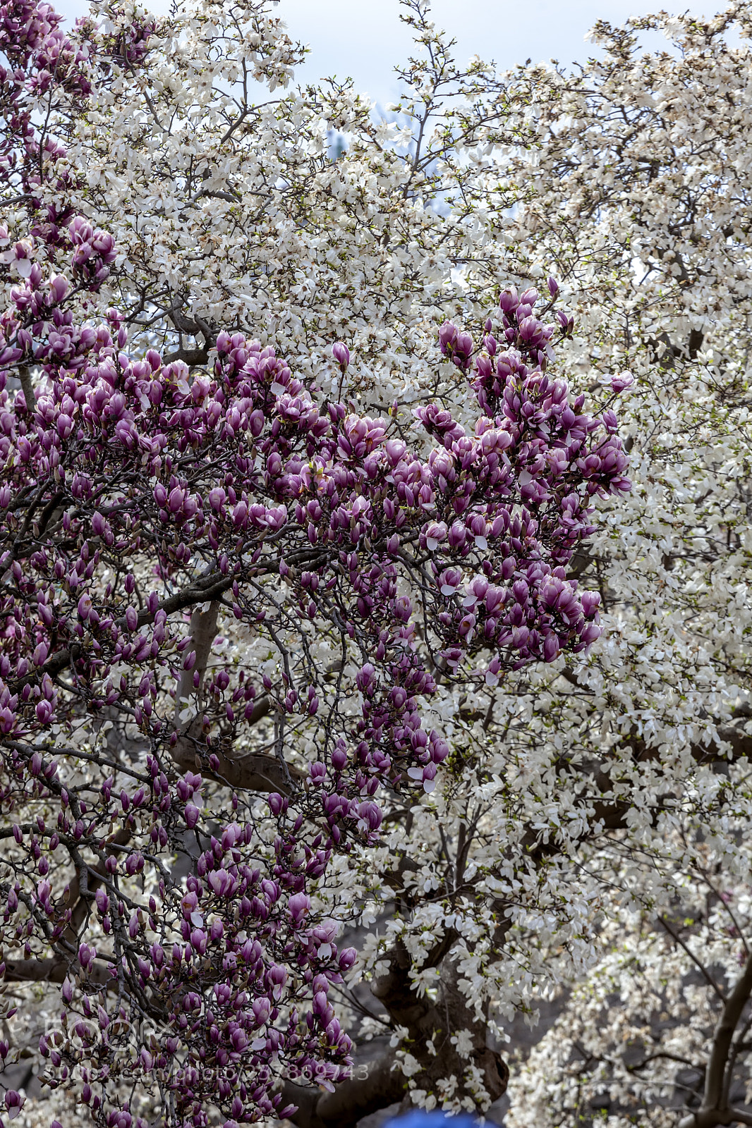 Canon EOS 5D Mark II sample photo. Magnolia trees photography