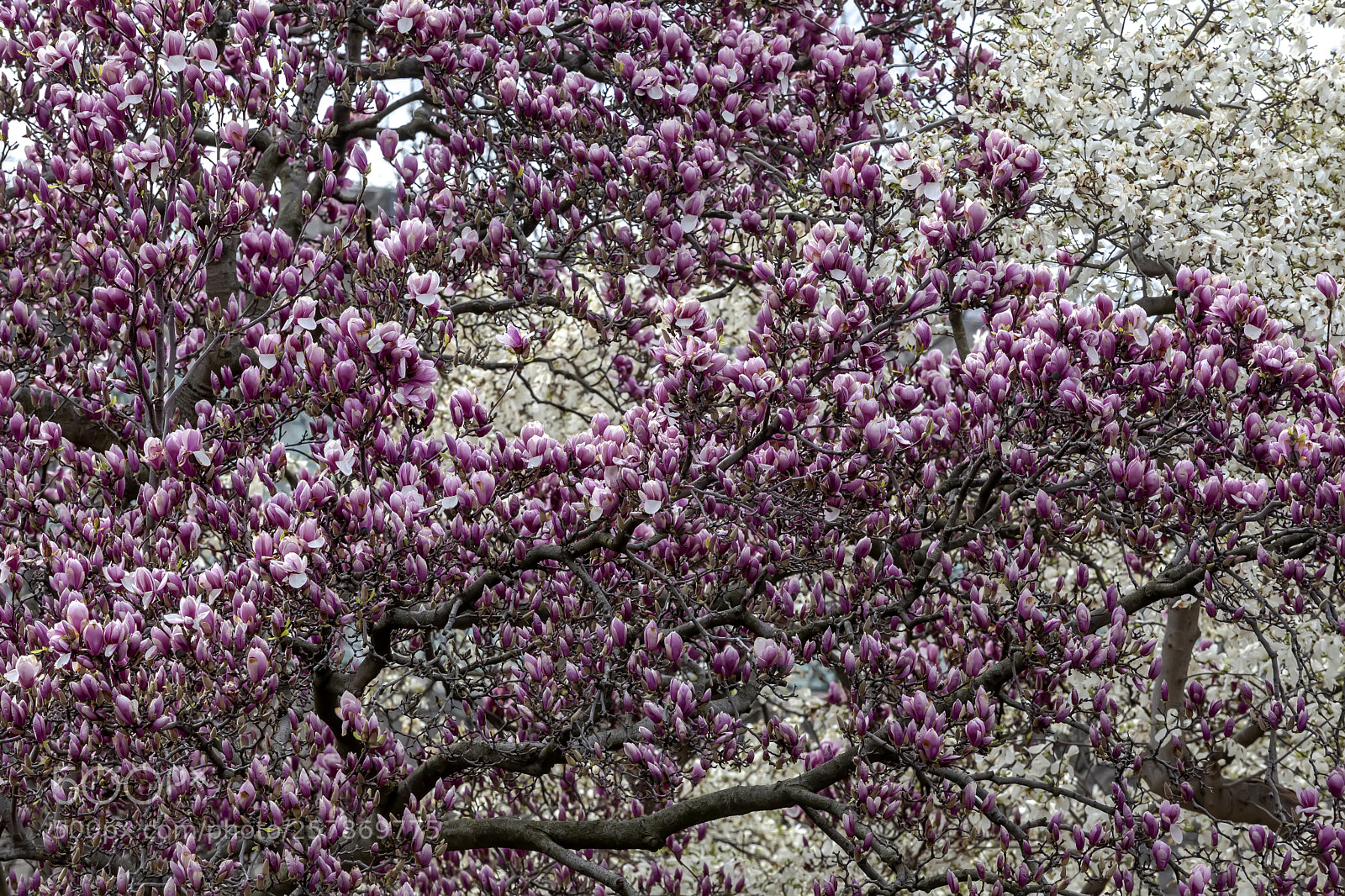 Canon EOS 5D Mark II sample photo. Magnolia trees photography