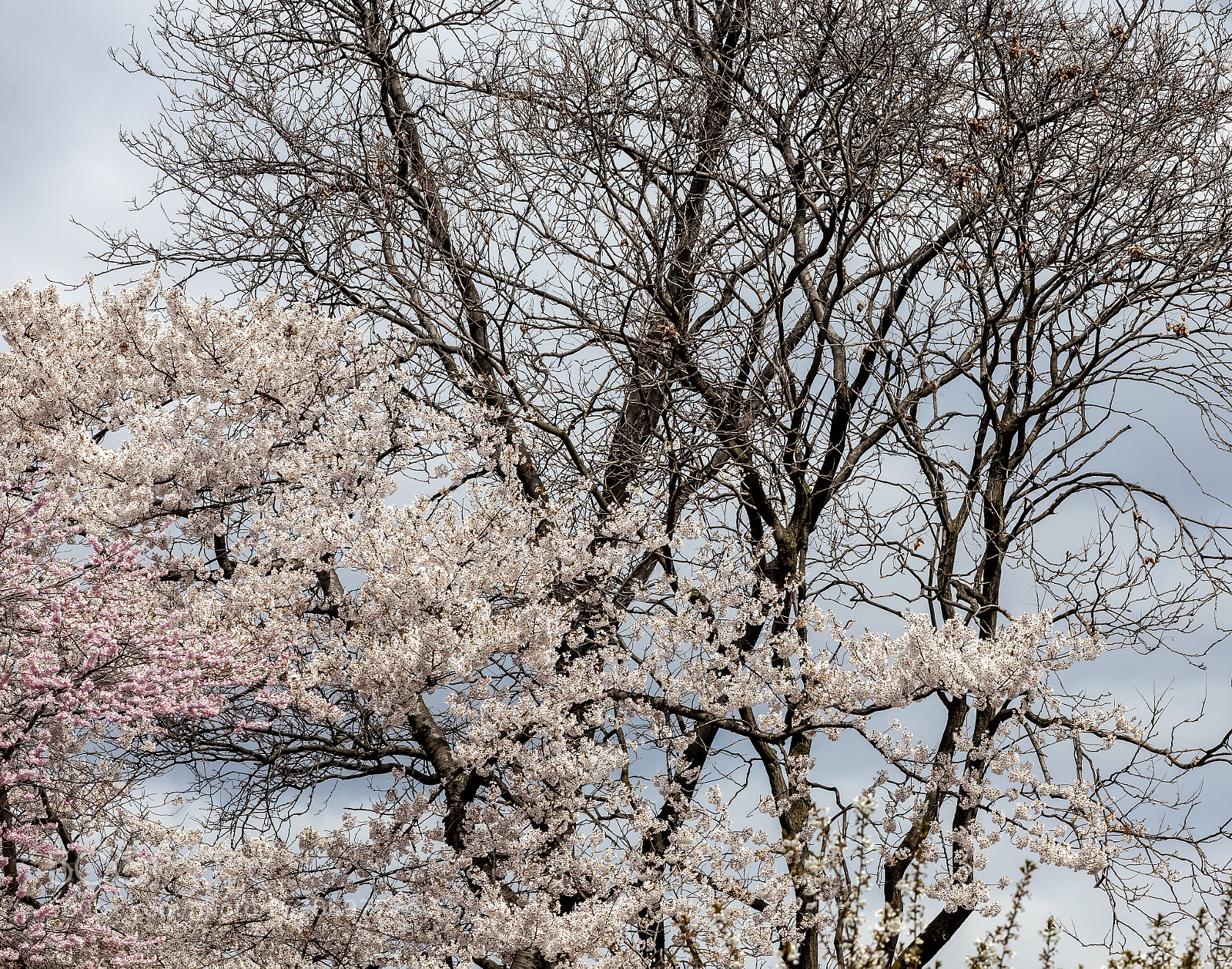Canon EOS 5D Mark II sample photo. Cherry blossoms photography