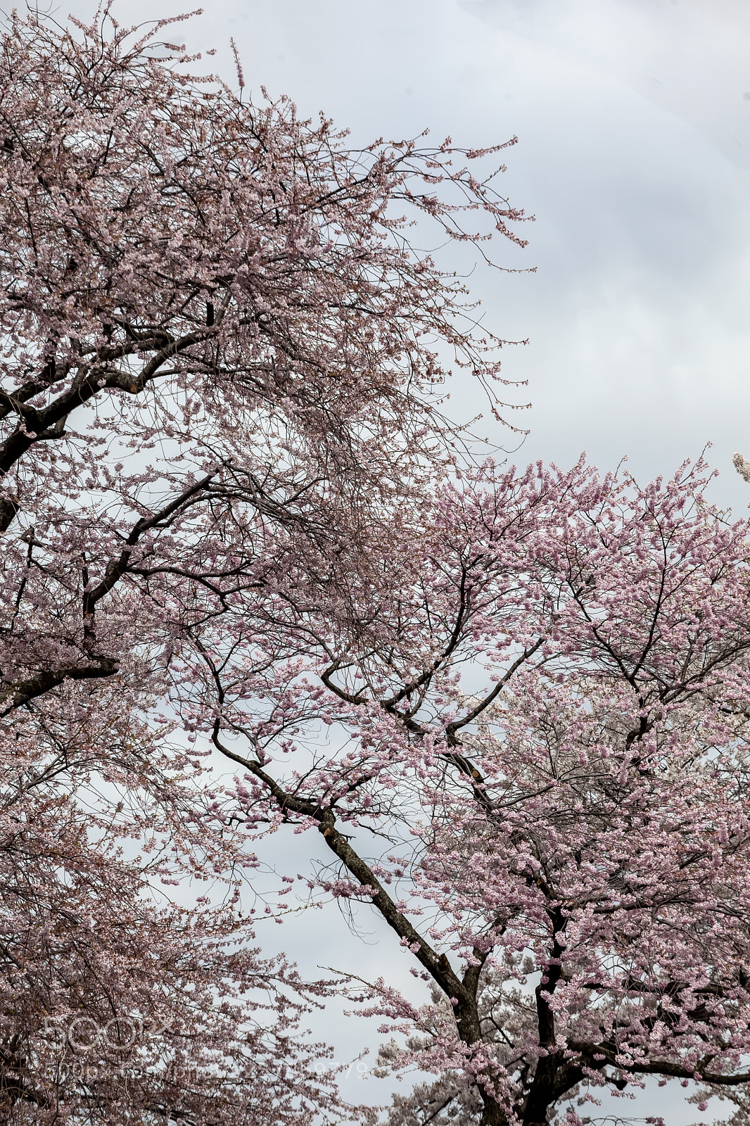 Canon EOS 5D Mark II sample photo. Cherry blossoms photography