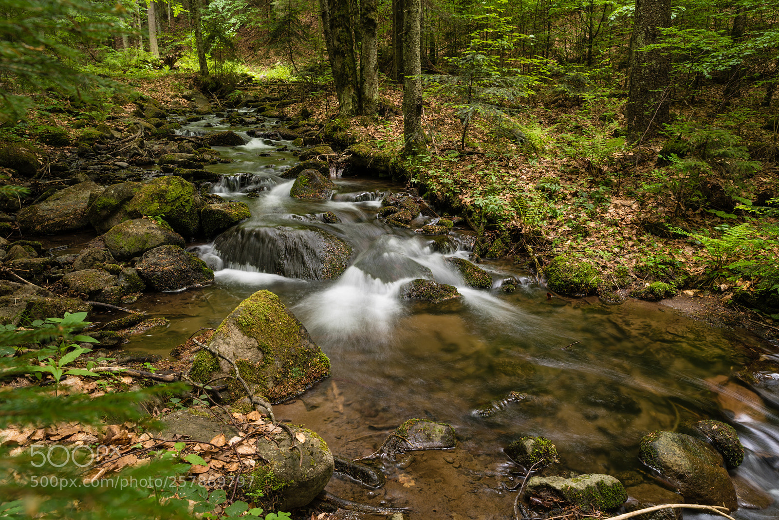 Nikon D750 sample photo. Growing stream photography