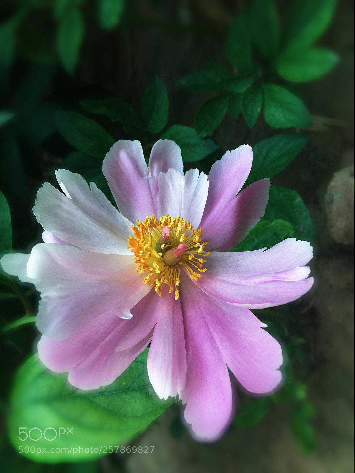 Apple iPhone 6 Plus sample photo. Untitled photography