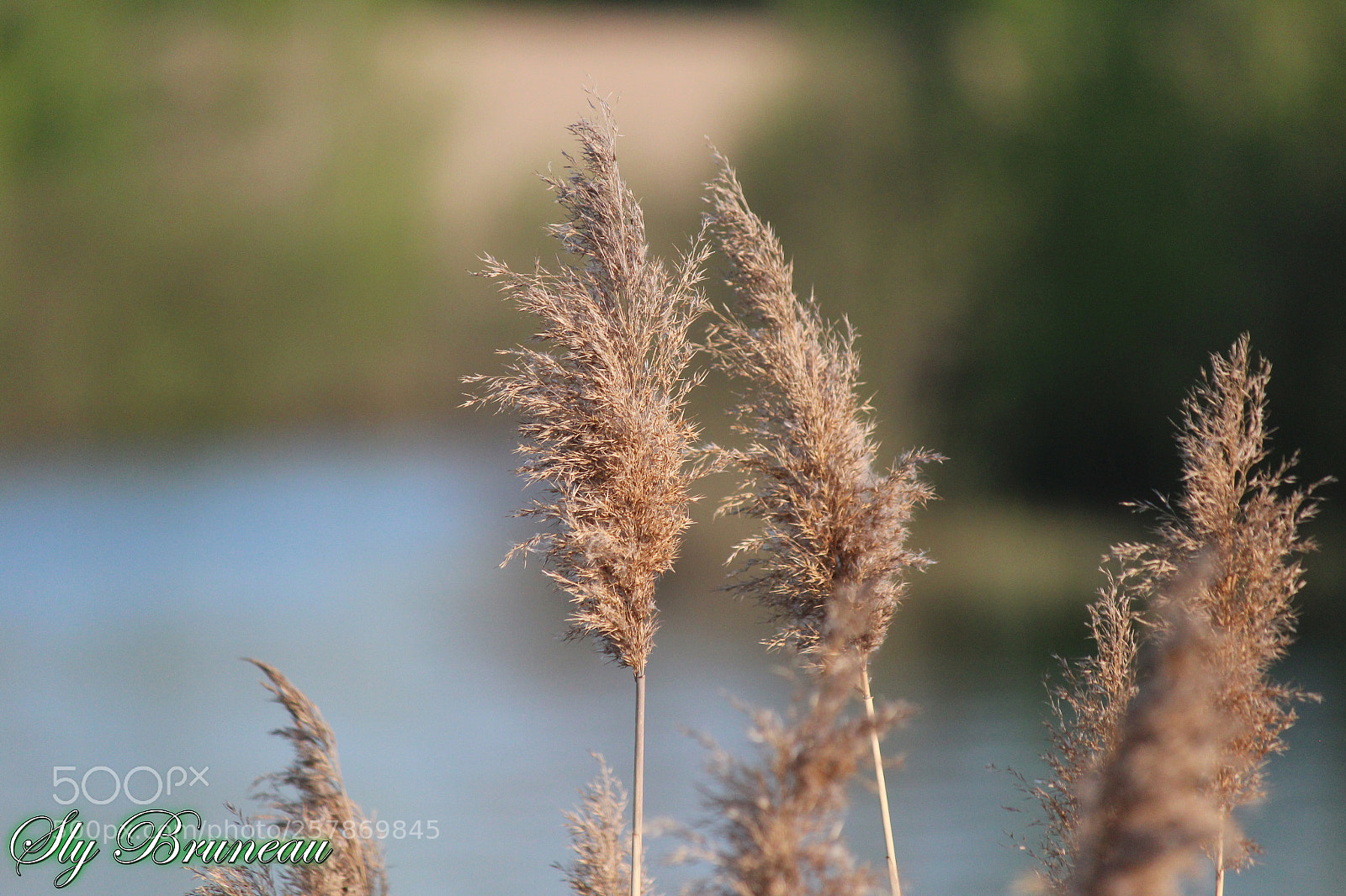 Canon EOS 600D (Rebel EOS T3i / EOS Kiss X5) sample photo. Gros plan 03 photography