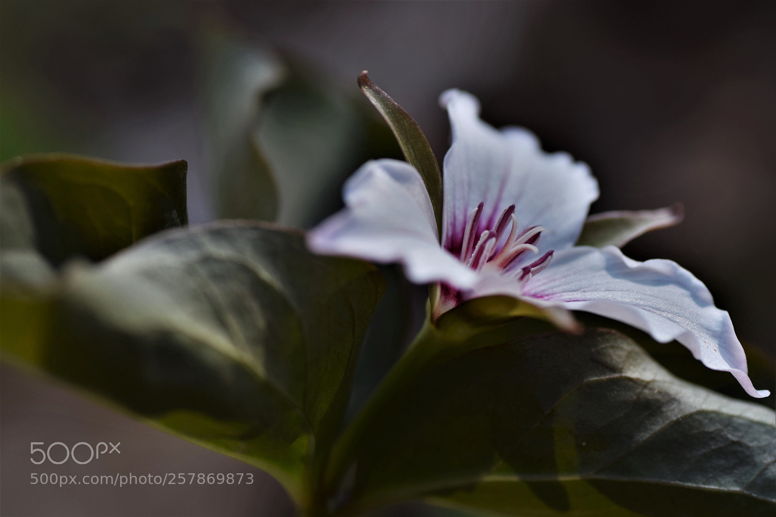 Nikon D3300 sample photo. Trillium photography