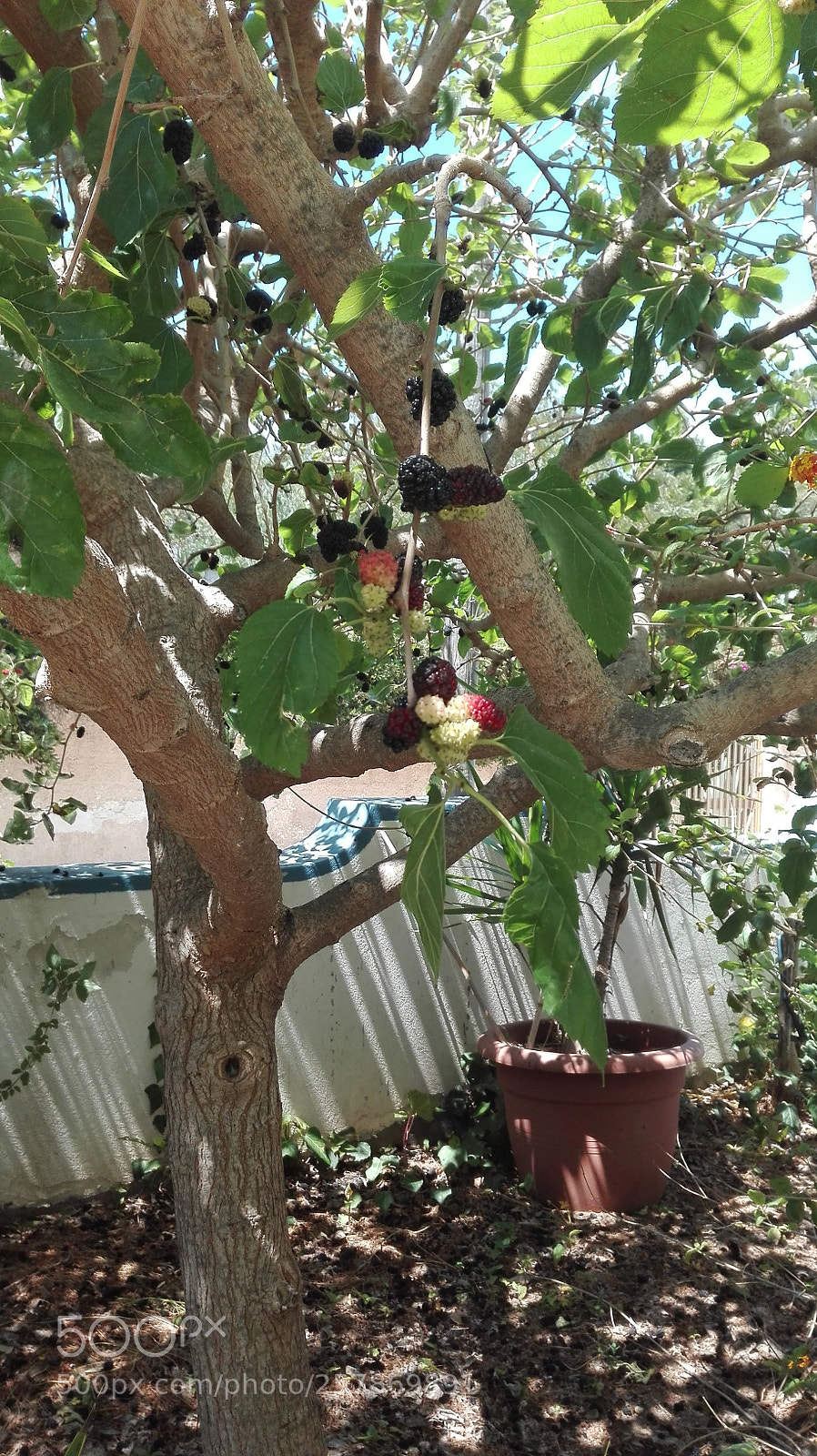 HUAWEI P8 Lite sample photo. Untitled photography